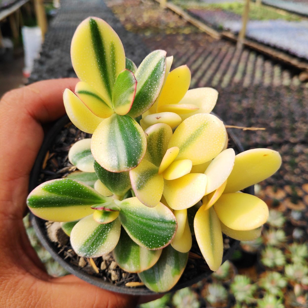 Крассула ovata Sunset