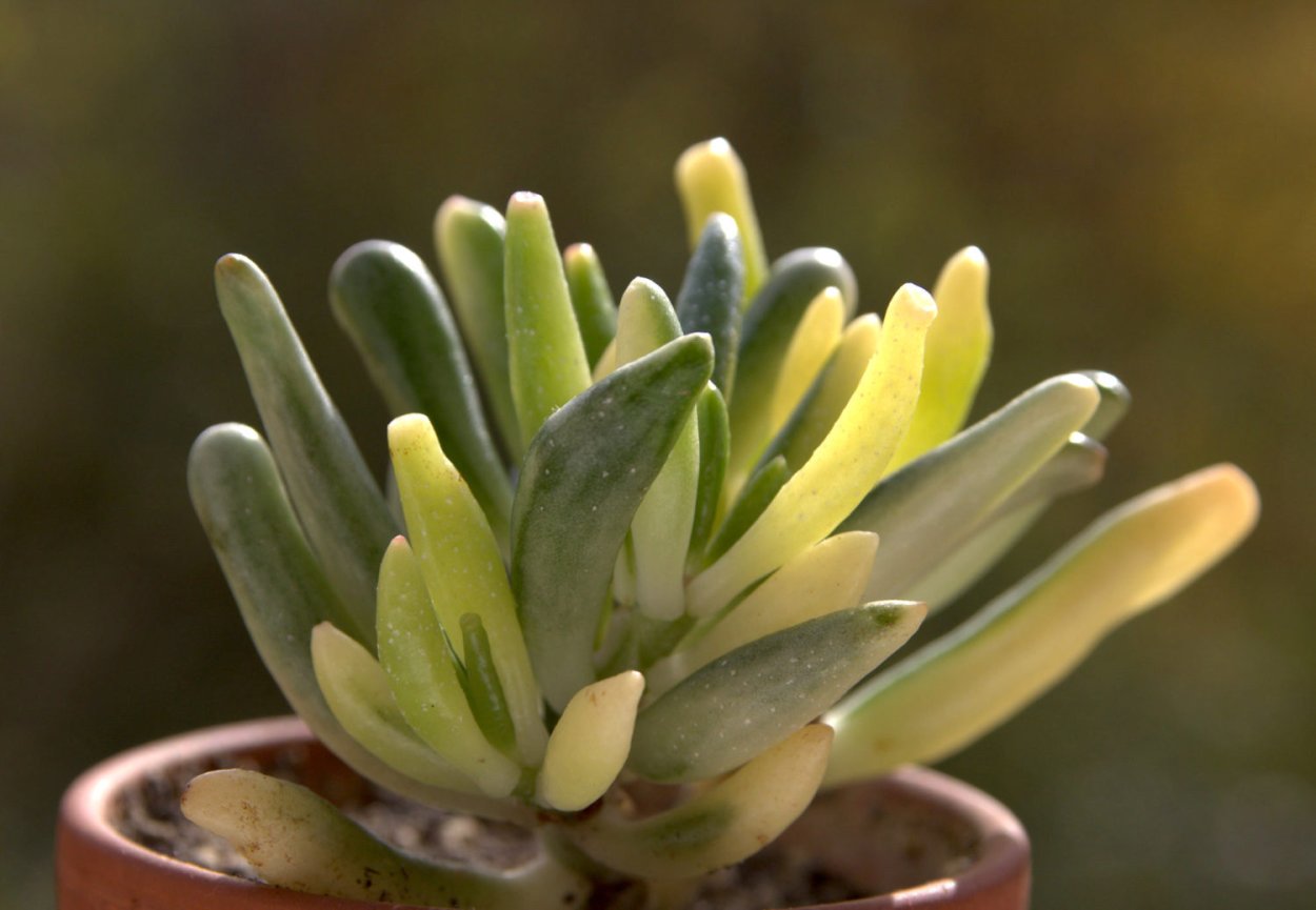 Крассула Овата Голлум