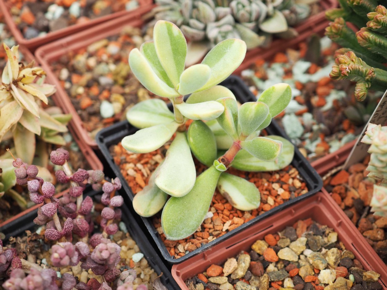 Крассула Овата вариегатная