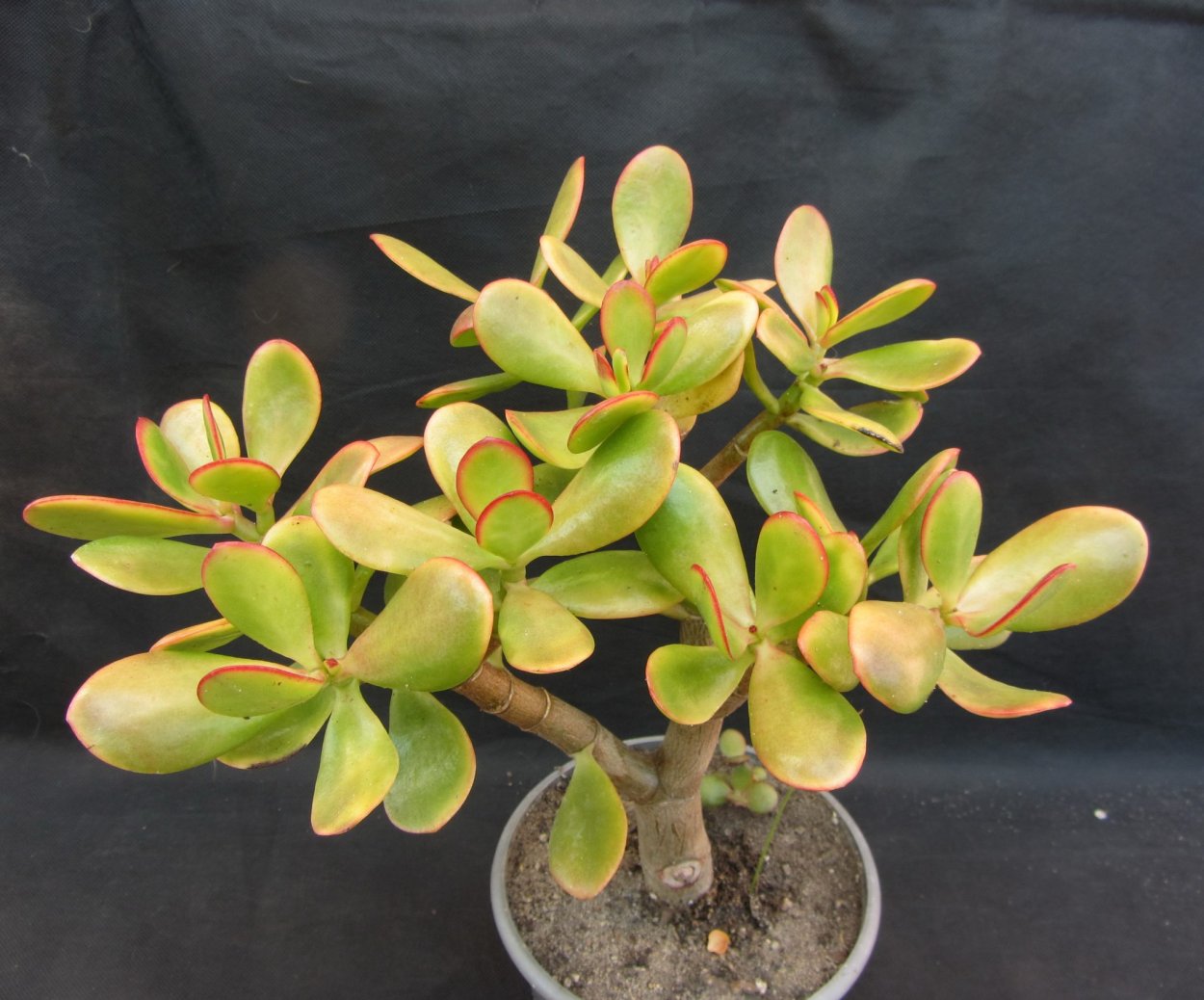 Суккулент Крассула перфората Вариегата