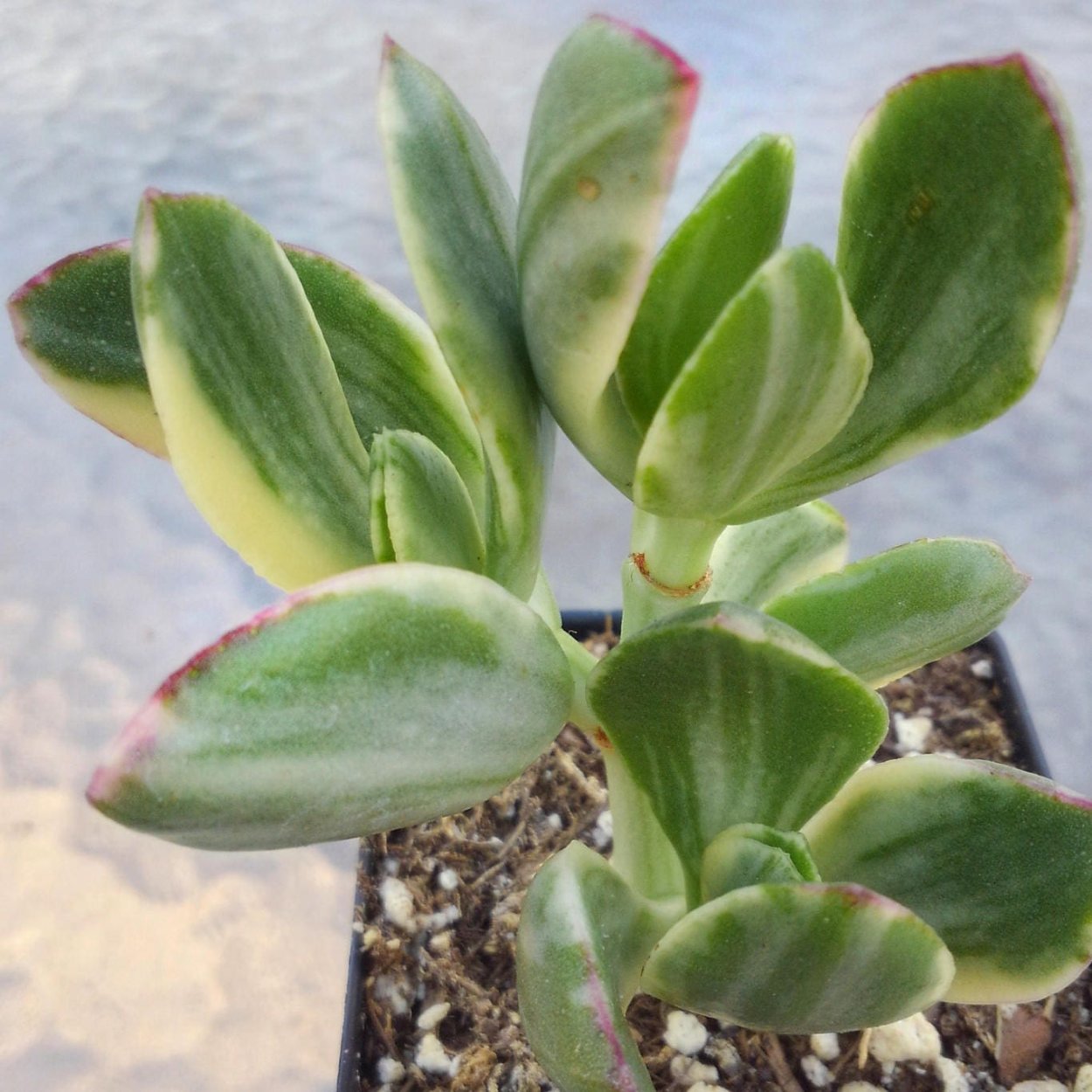 Crassula ovata Jade variegated