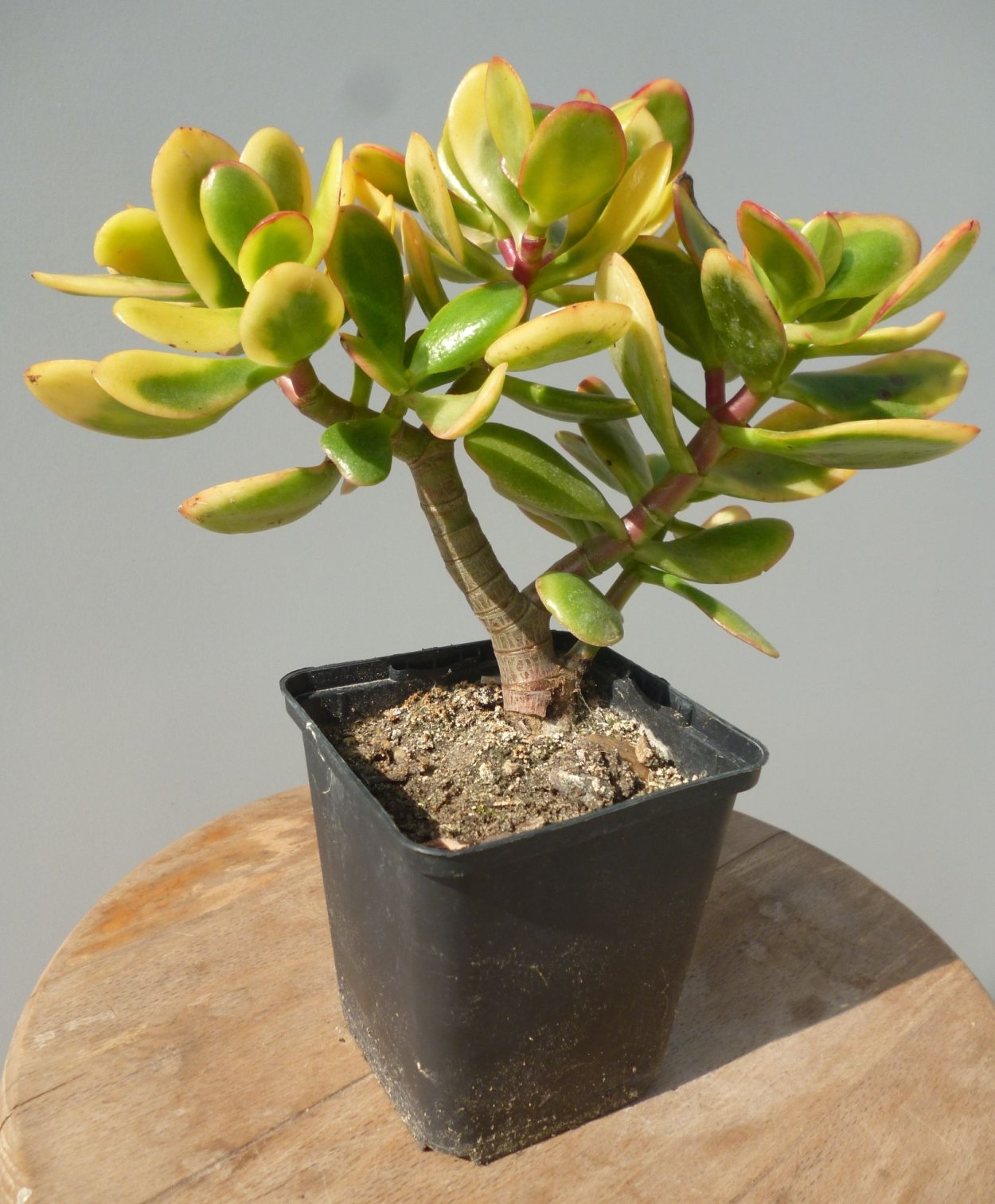 Crassula multicava variegata 400 р