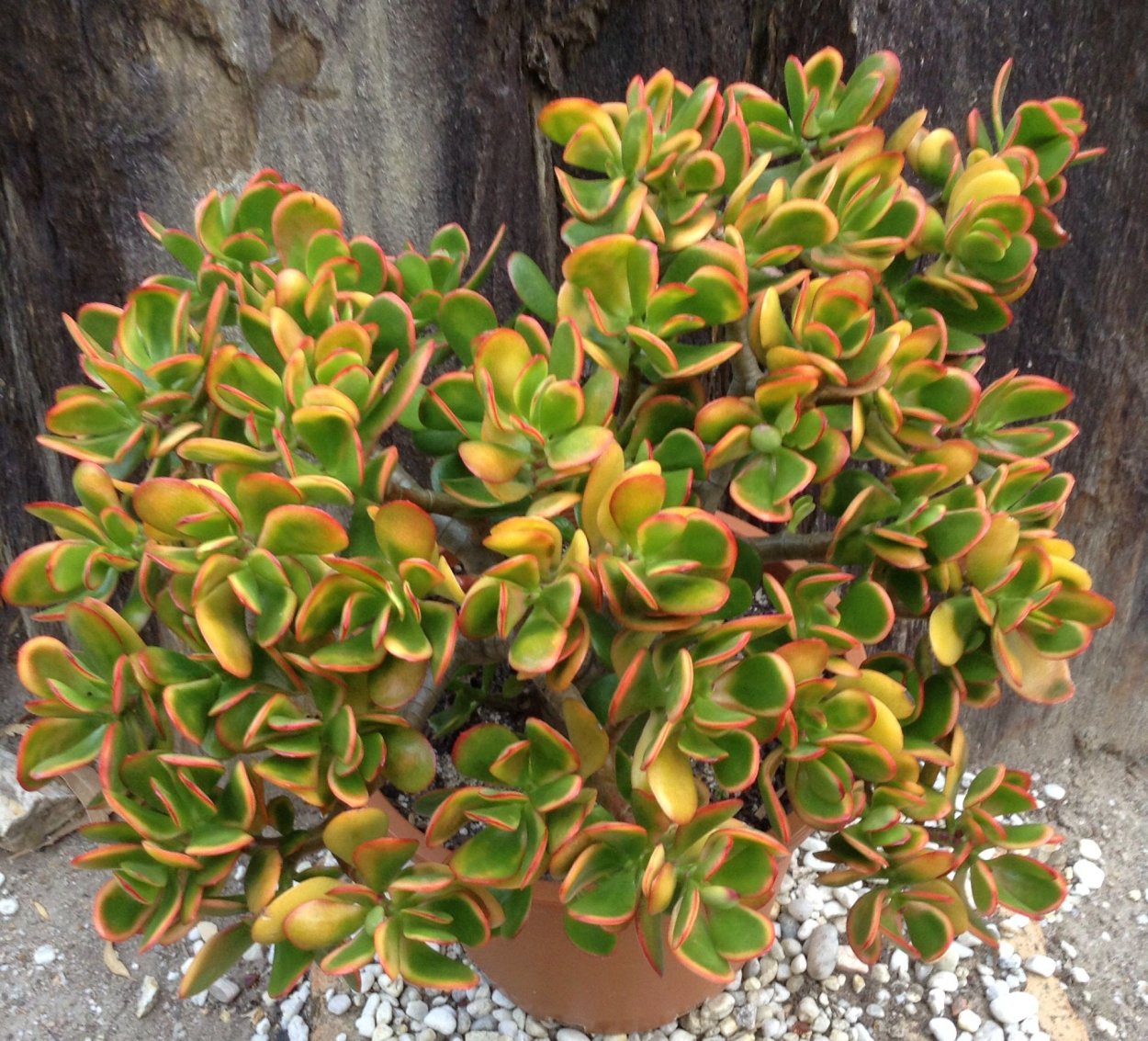 Суккулент Крассула Овата