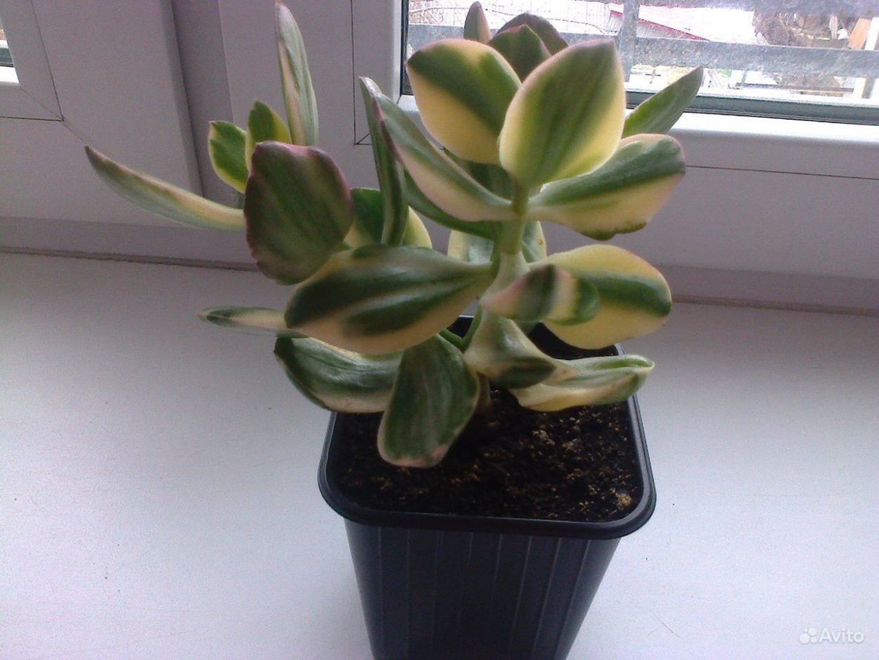 Крассула Сансет