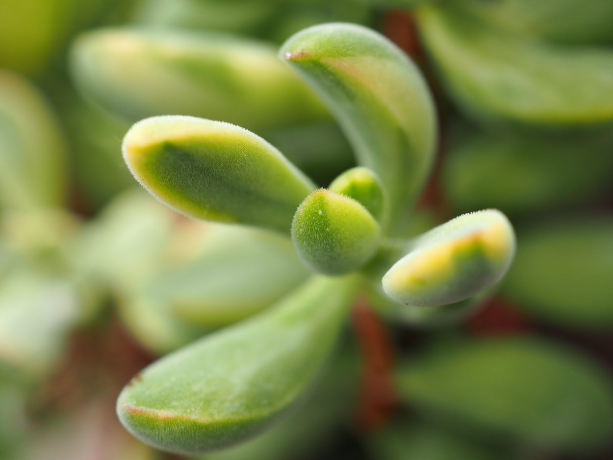 Crassula rogersii. Крассула Роджерси. Крассула Умбелла. Крассула Давида.