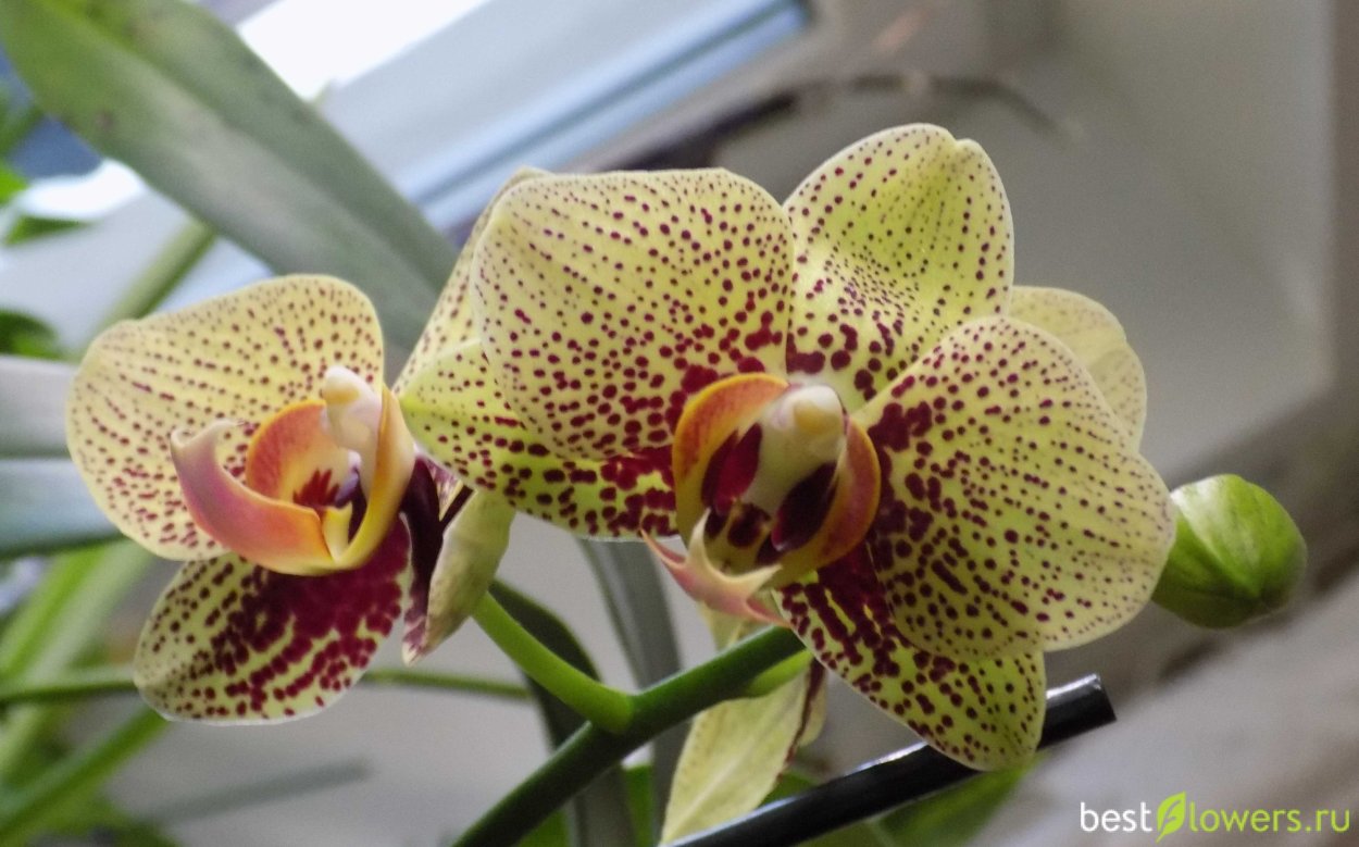 Фаленопсис Ягуар