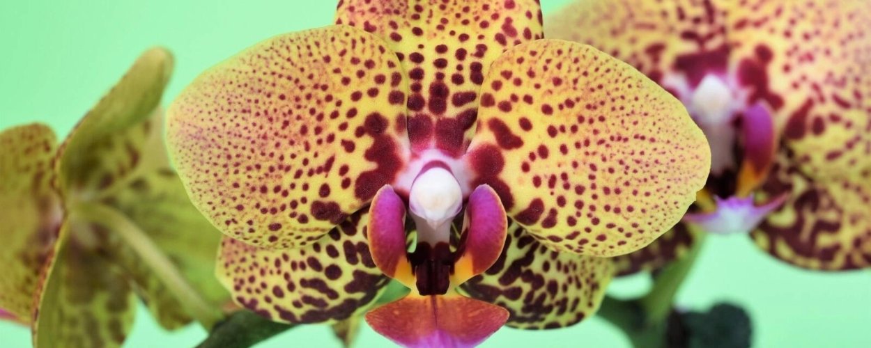 Фаленопсис Сого Голден