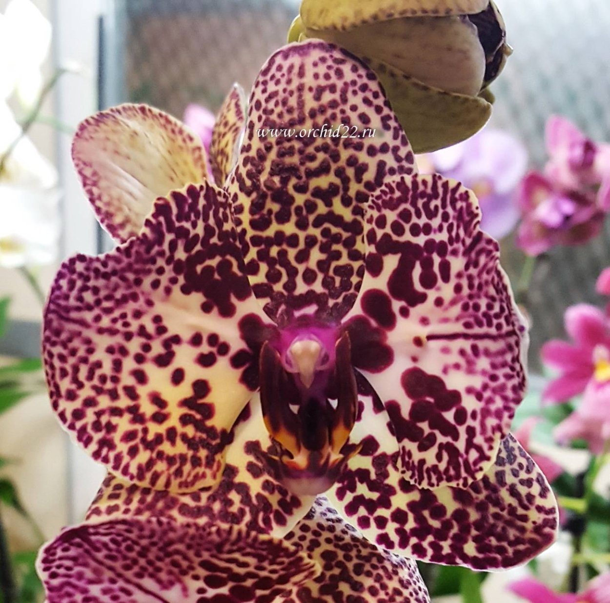 Каттлея тигровая