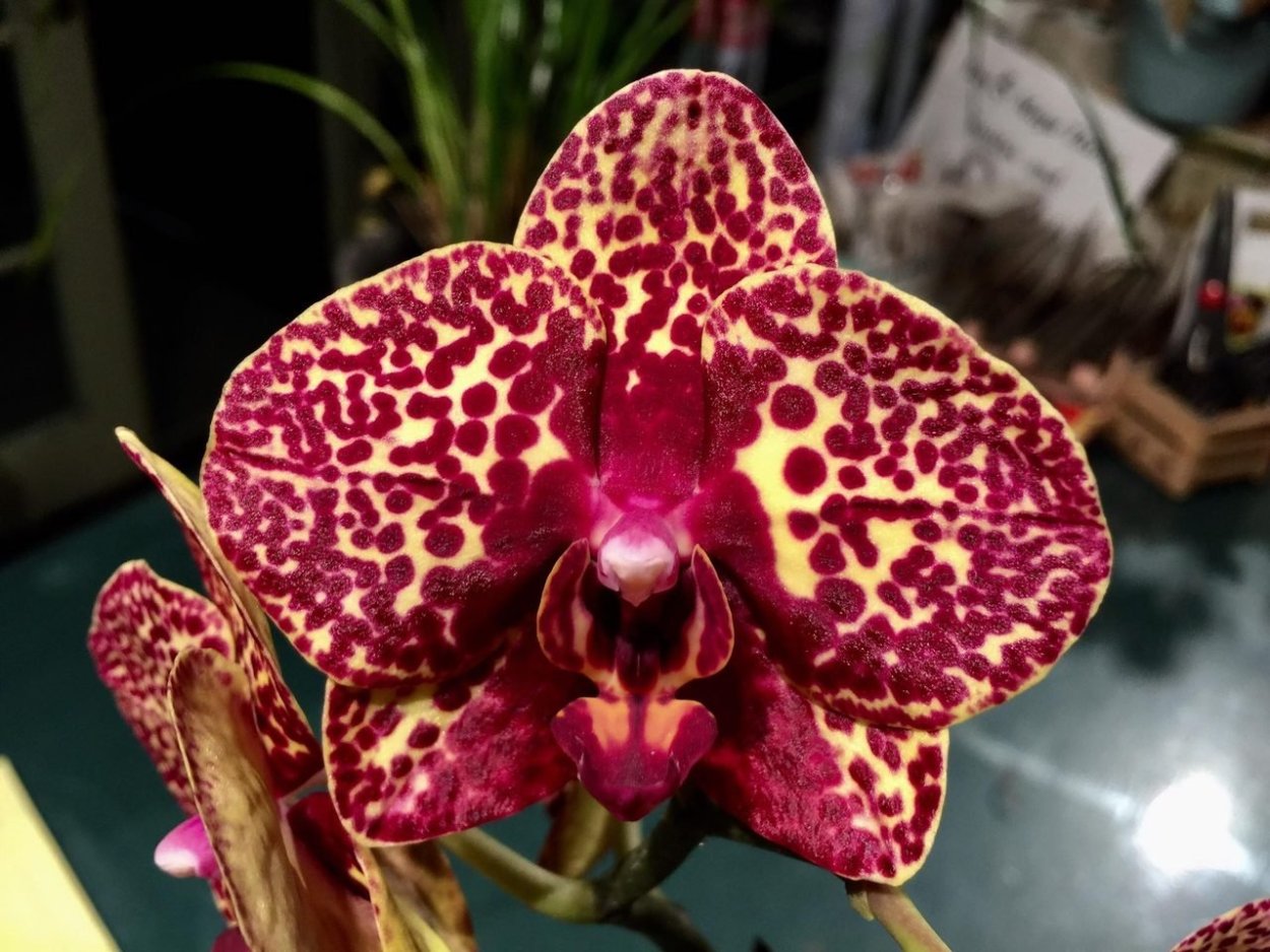 Фаленопсис Лакки леопард 05212