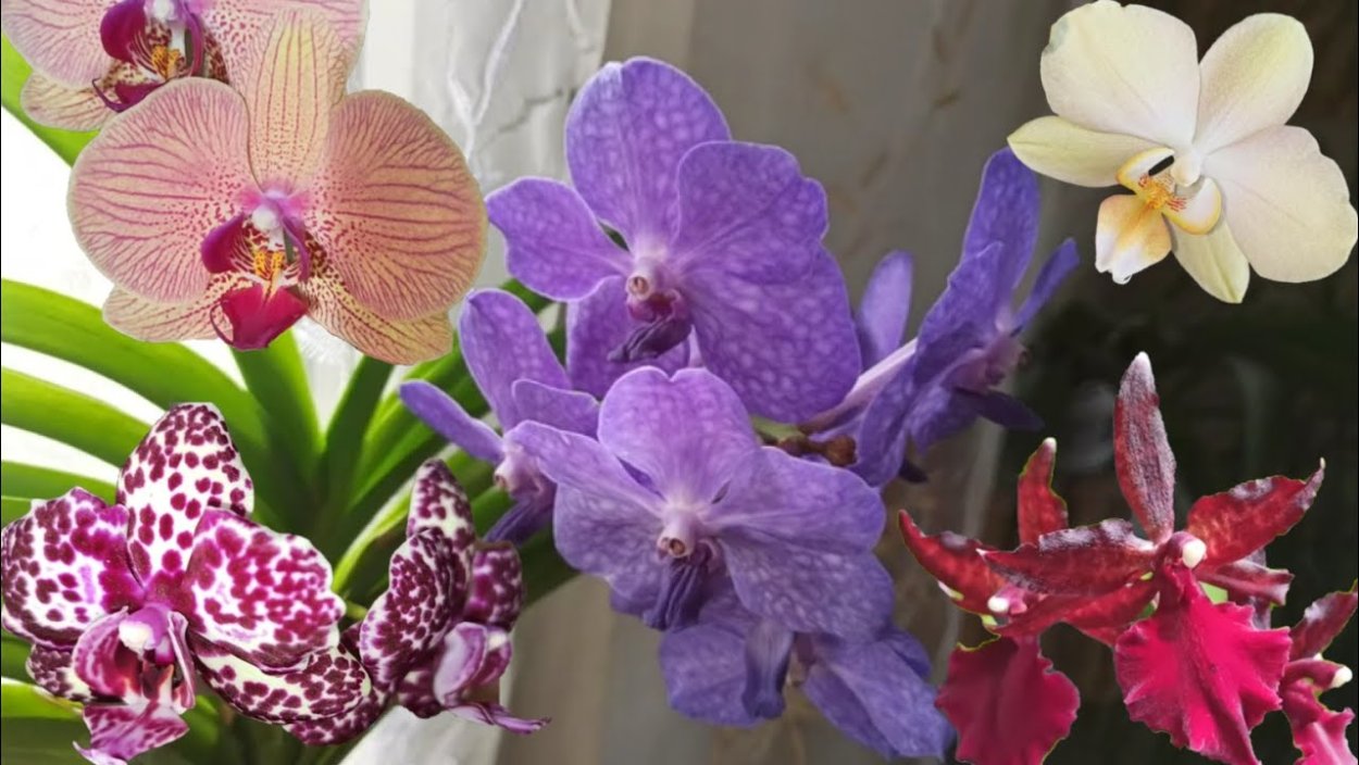 Фаленопсис Еллоу леопард