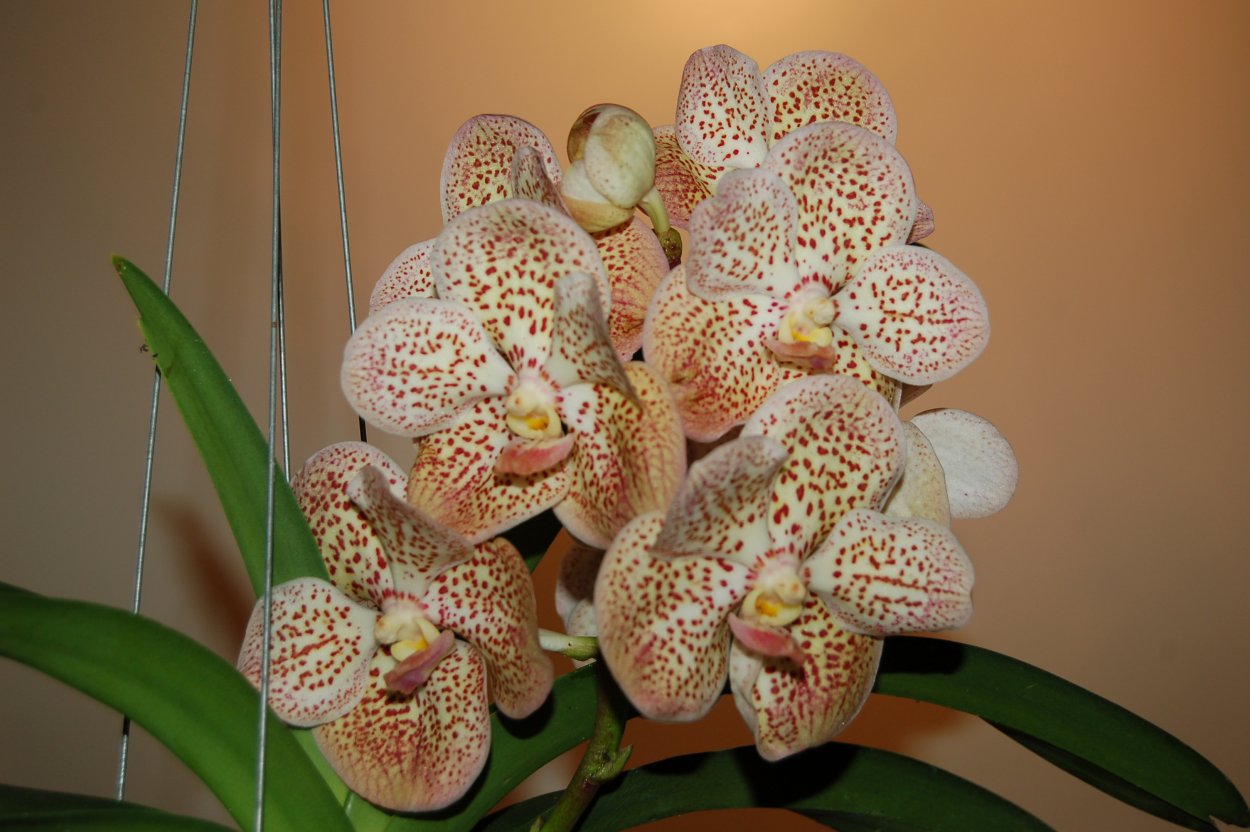 Фаленопсис exotic Punch