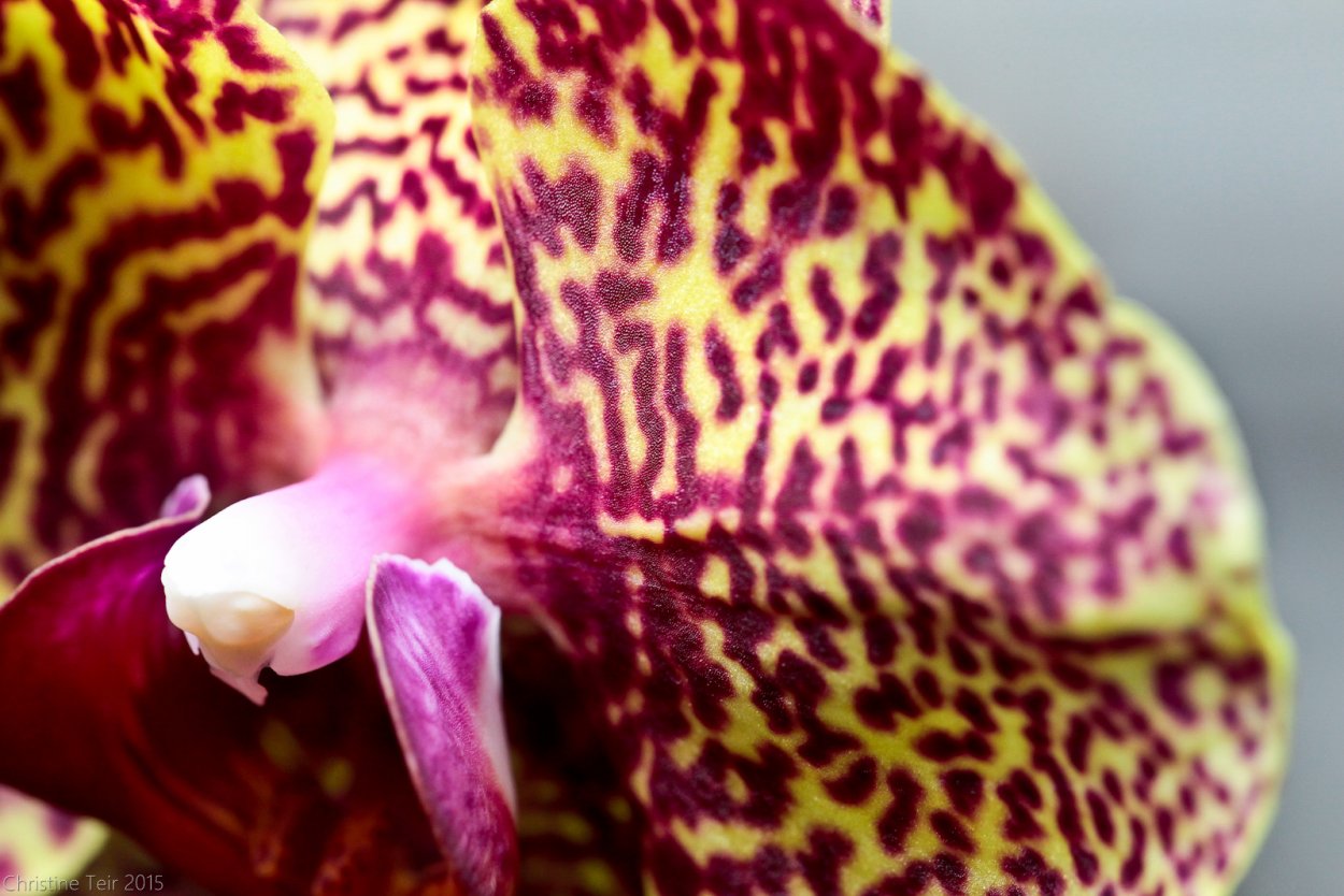 Фаленопсис Свит Парадиз