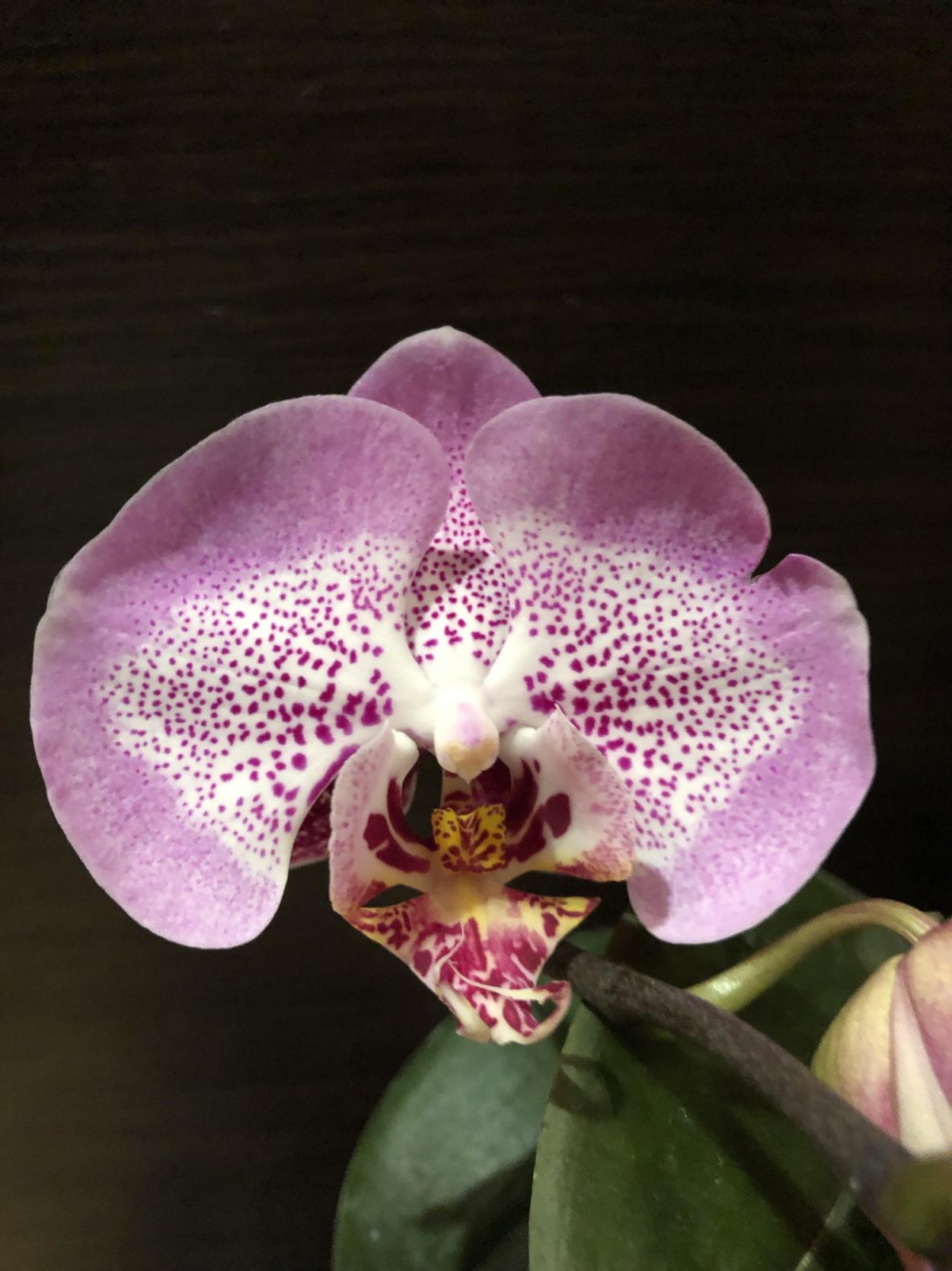 Фаленопсис Клеопатра бабочка