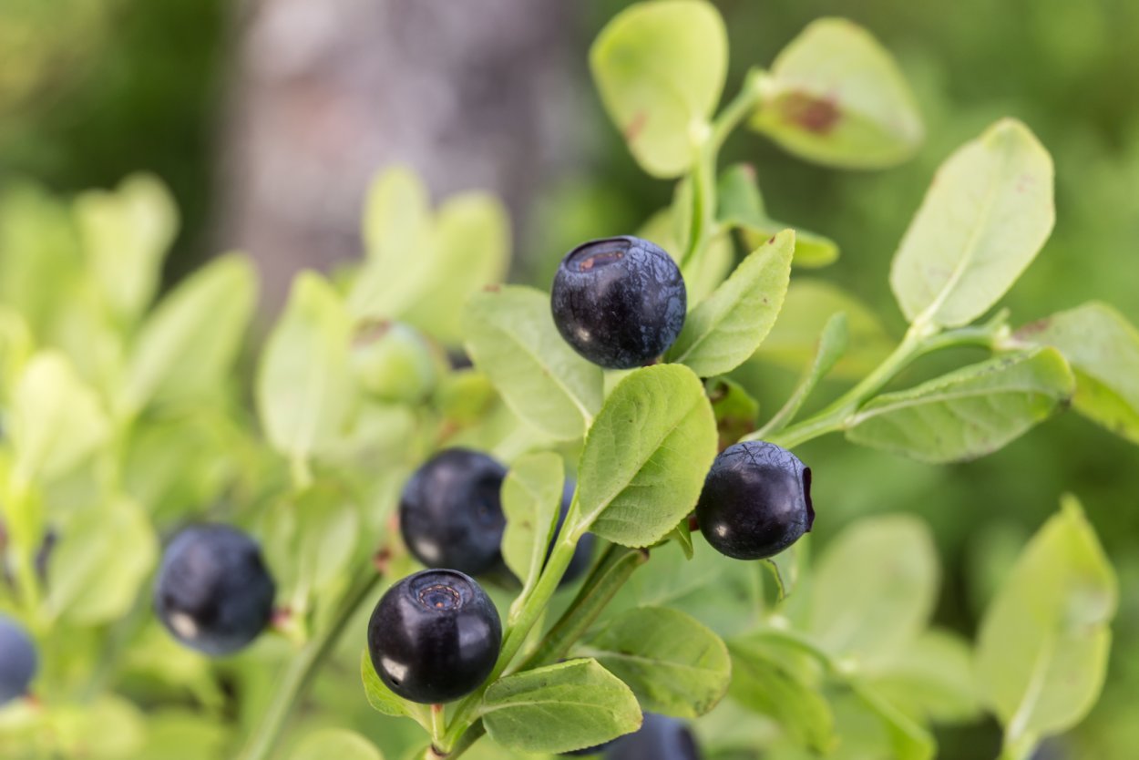 Терпкая ягода с косточкой черная