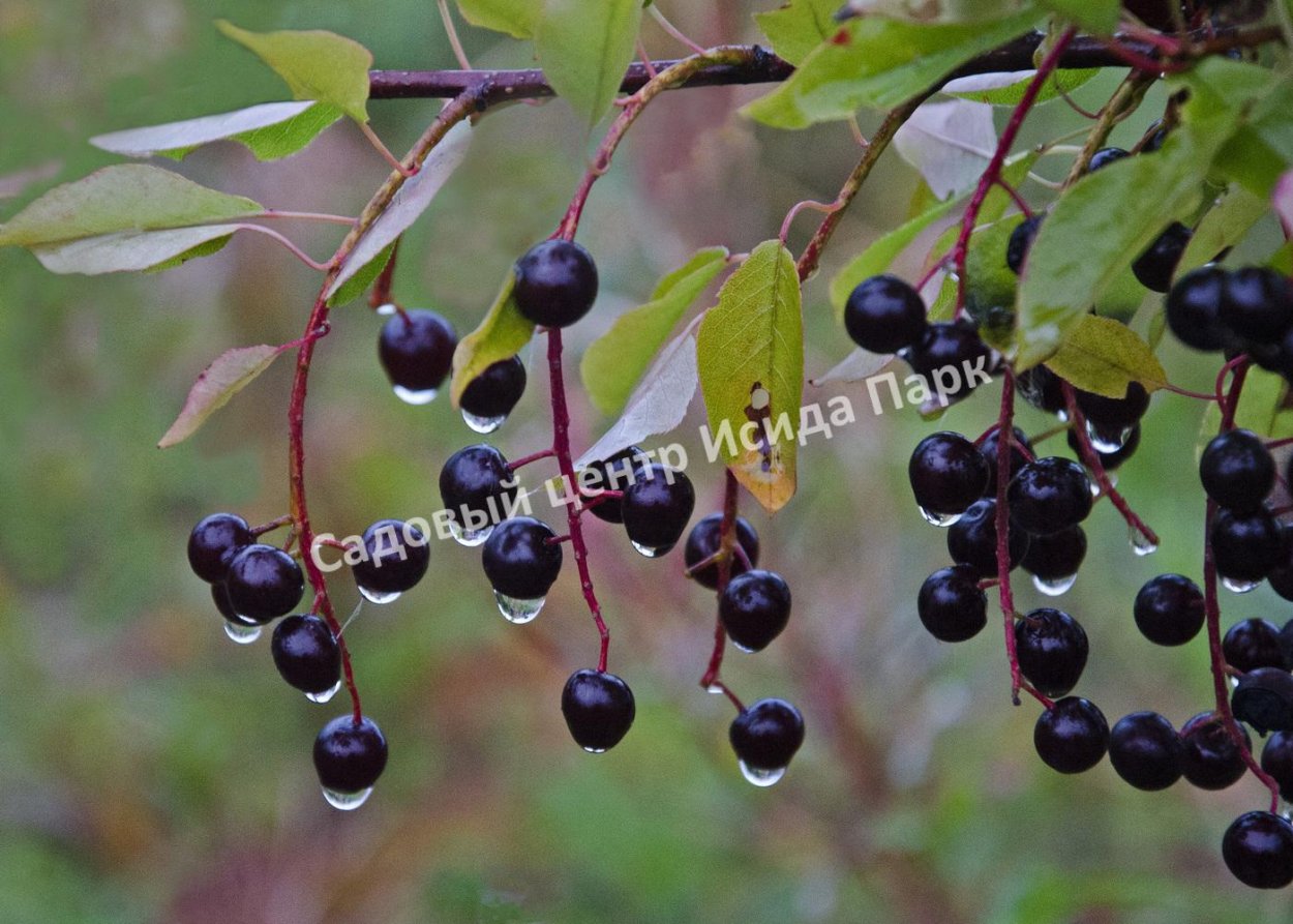 Черёмуха обыкновенная плоды