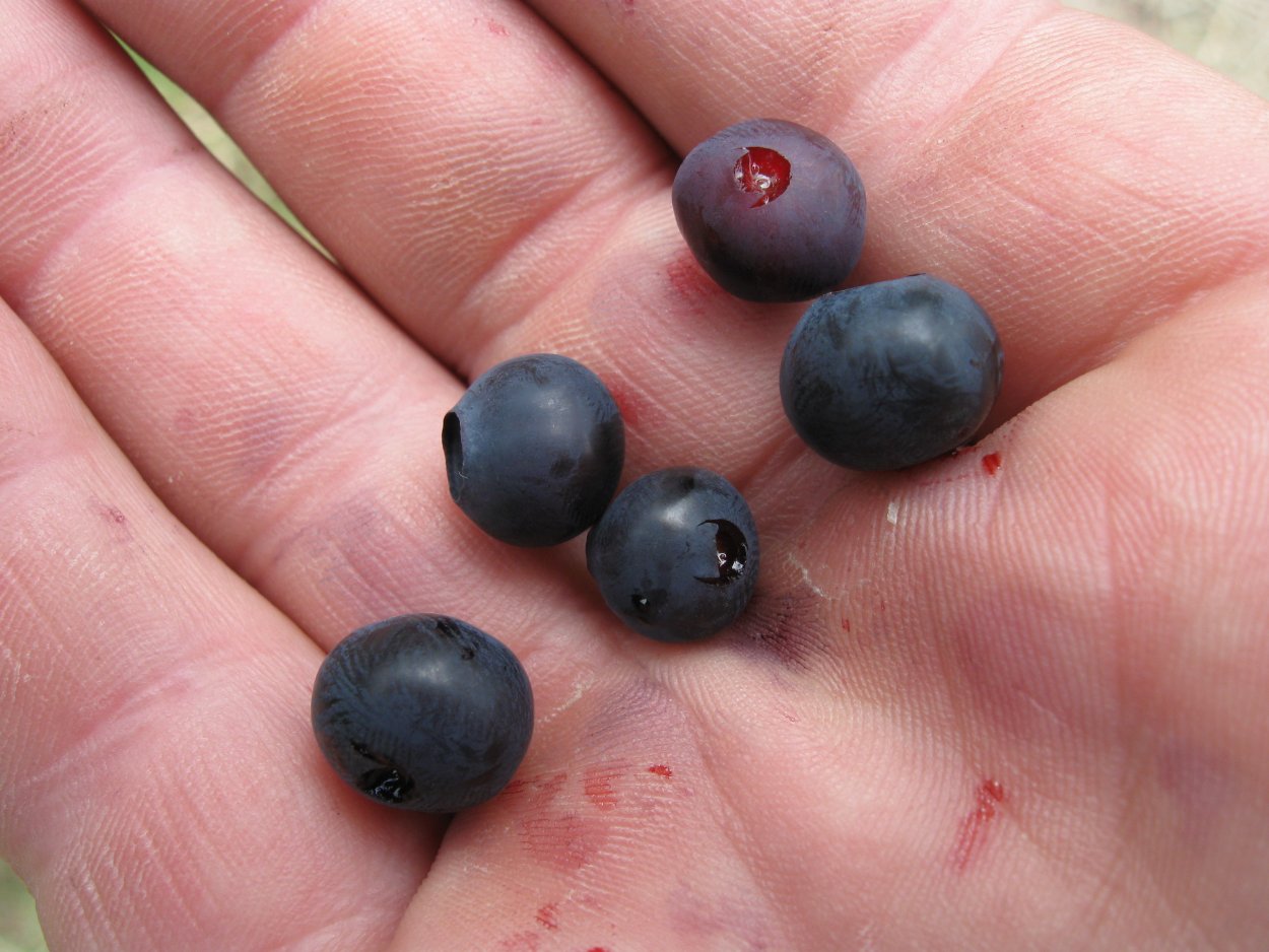 Ягода с косточкой внутри