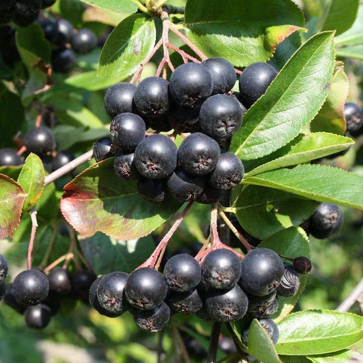 Арония черноплодная (Aronia melanocarpa)