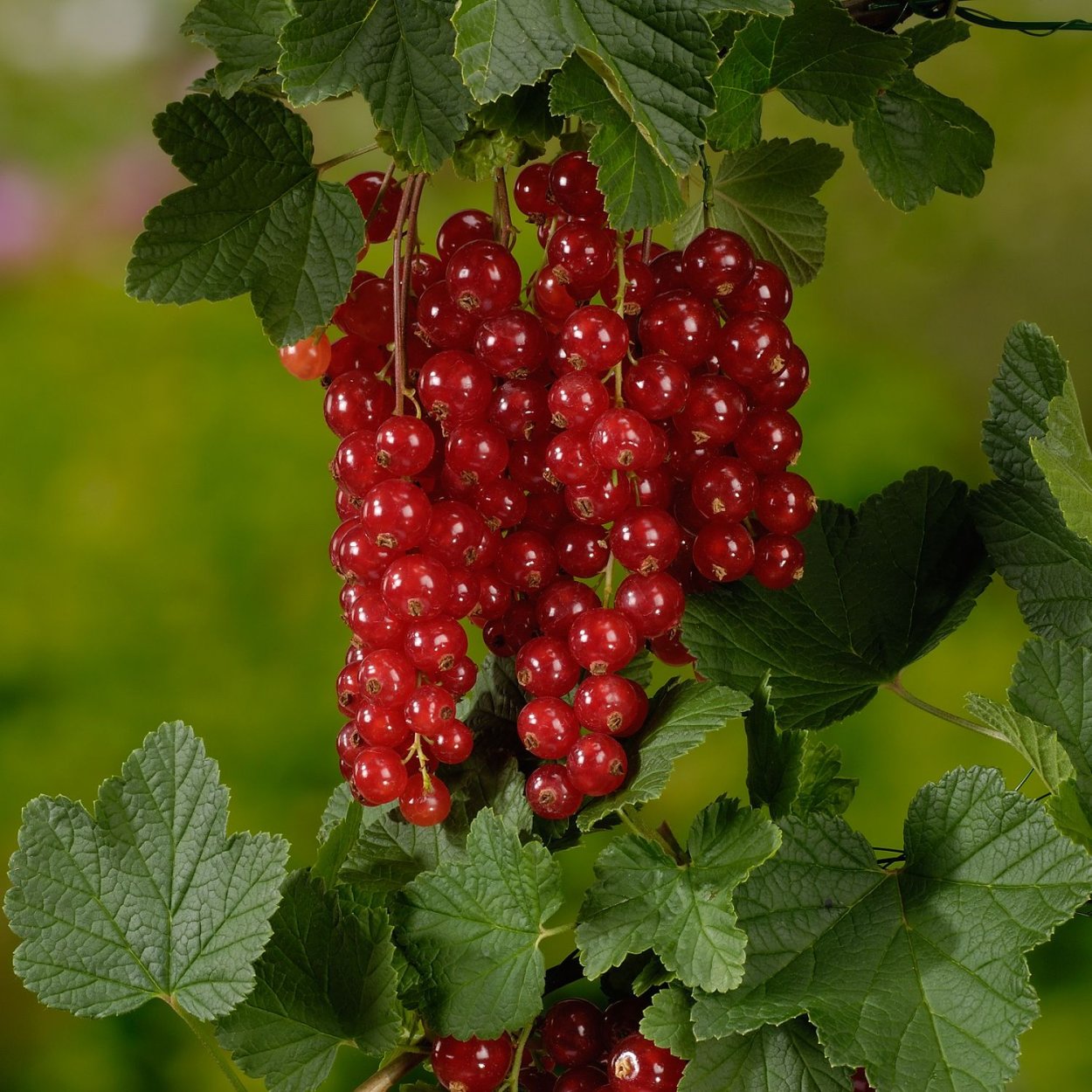 Самый Вкусный Сорт Красной Смородины Фото