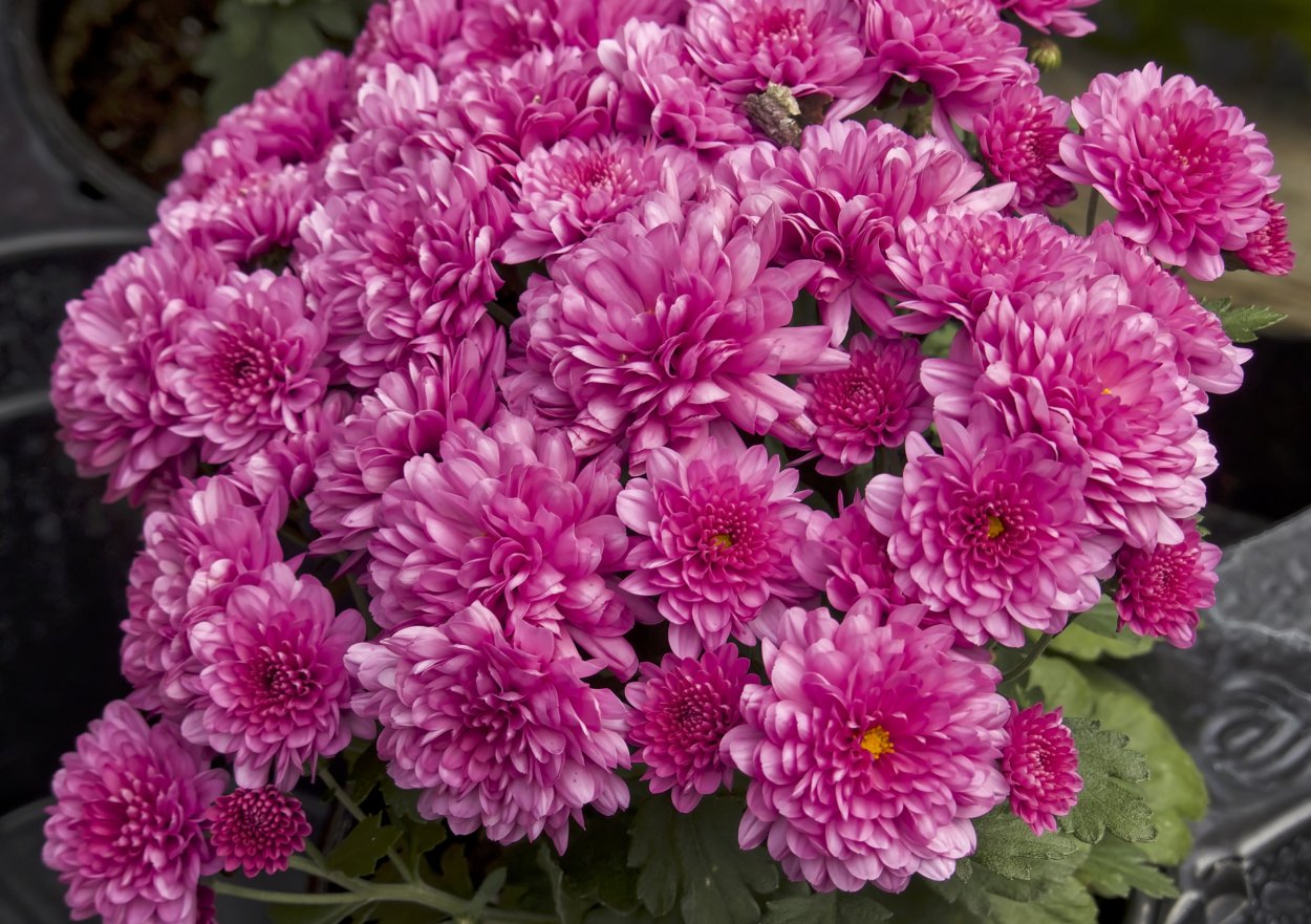 Хризантема куст Бонита