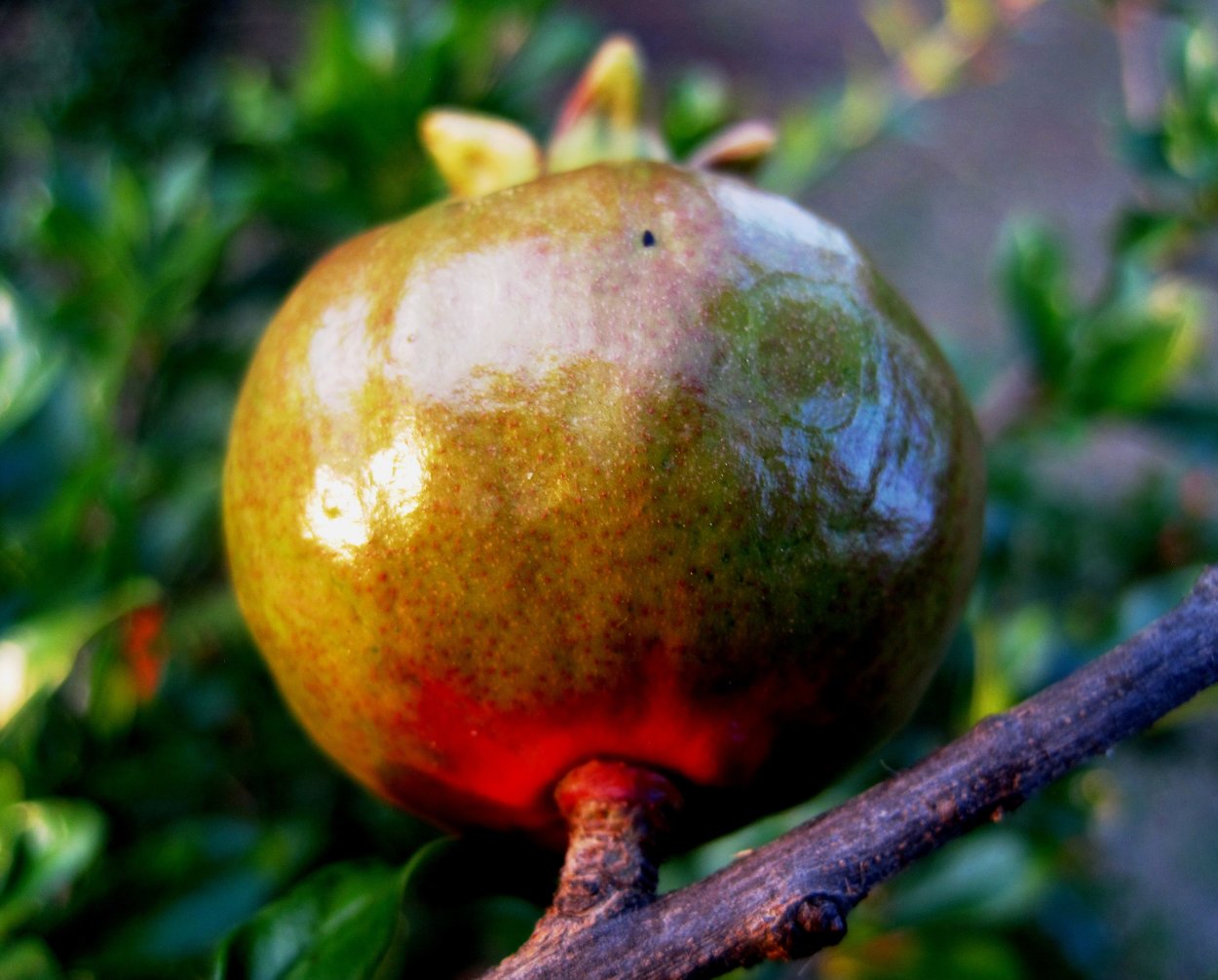 Гранаты на ветке