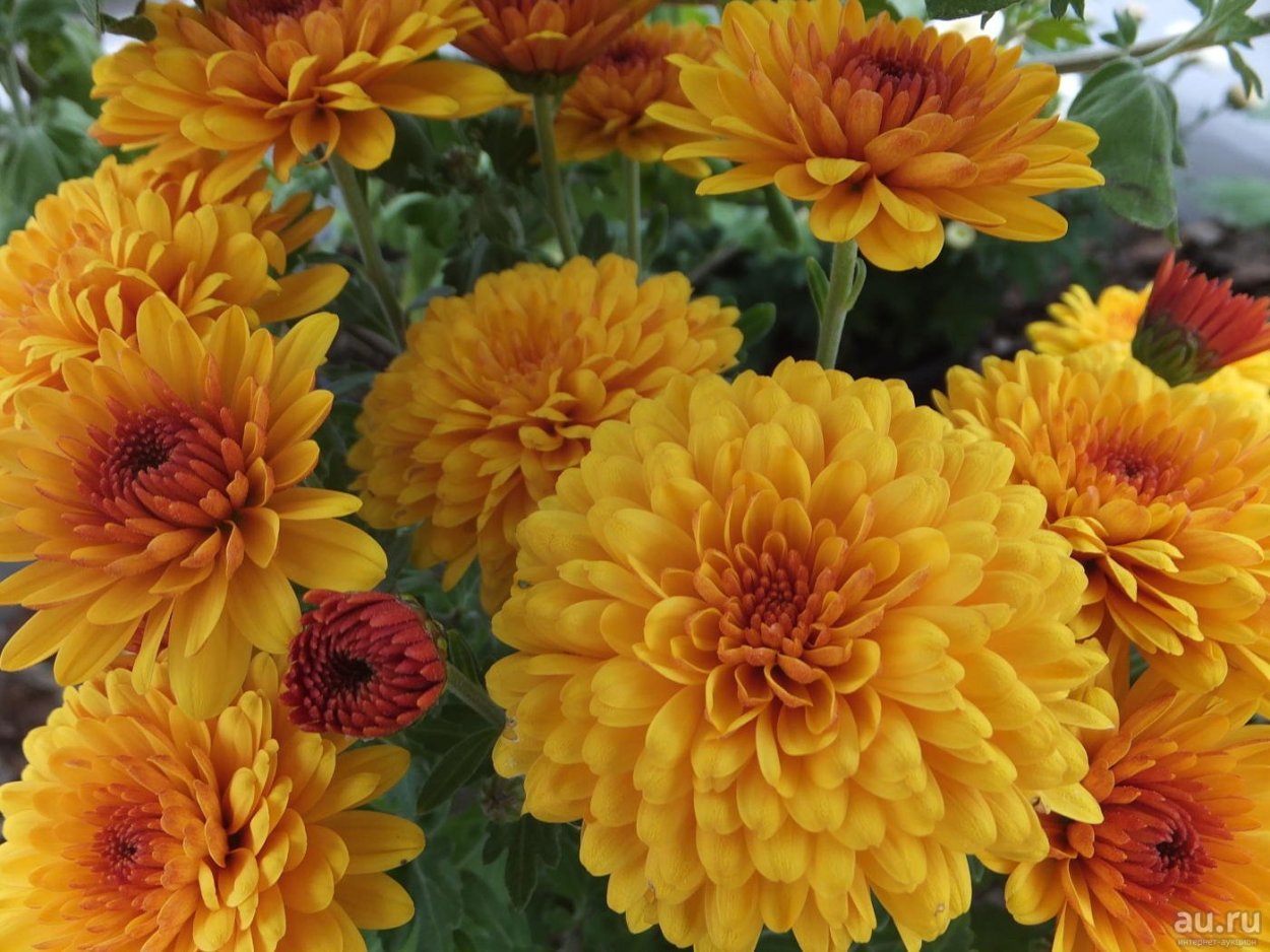 Хризантема Дюна