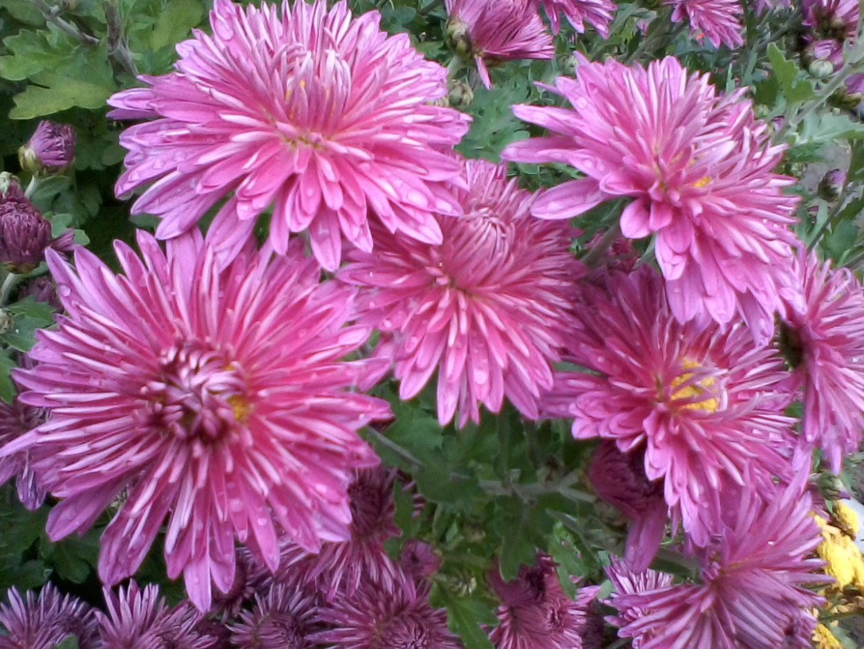 Хризантема корейская Амбрия