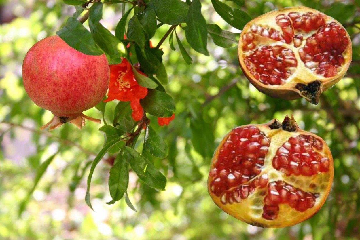 Бескосточковый гранат