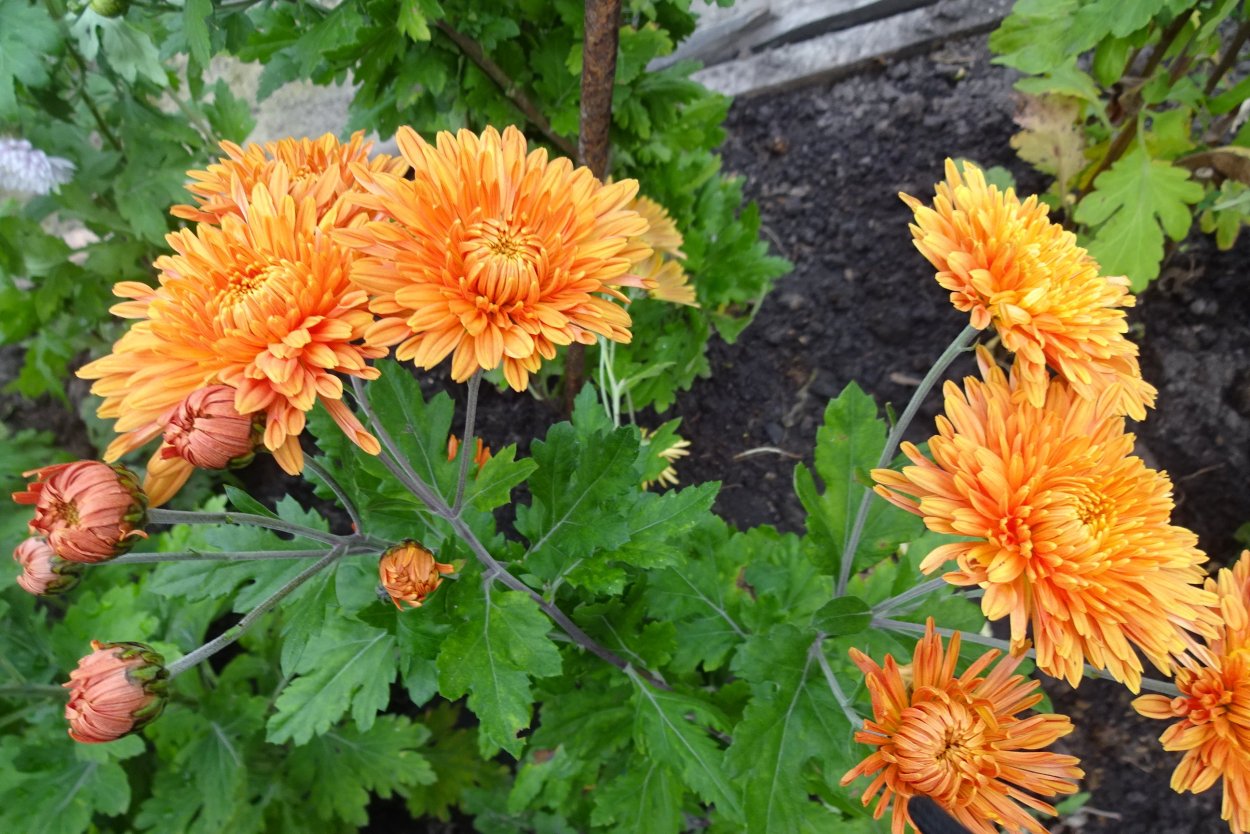 Хризантема корейская Амбрия