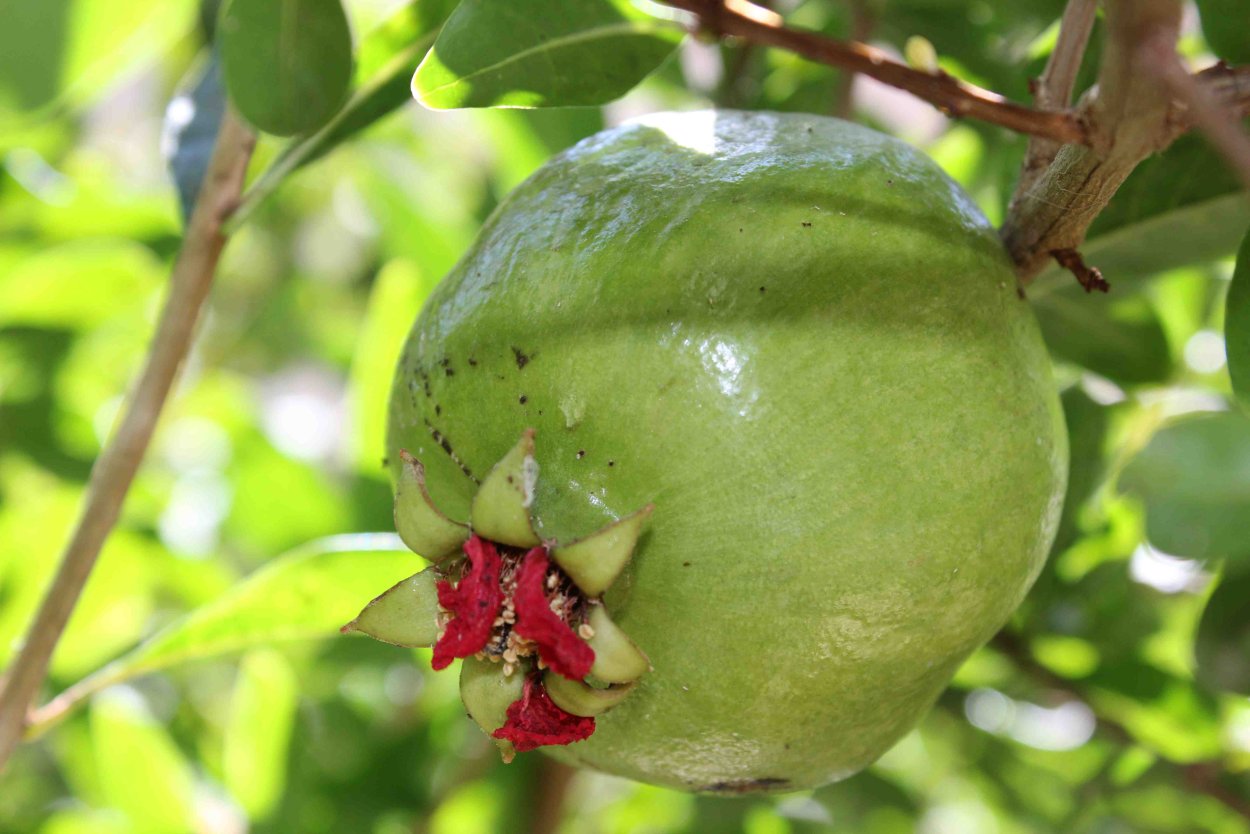 Турецкий гранат зеленый