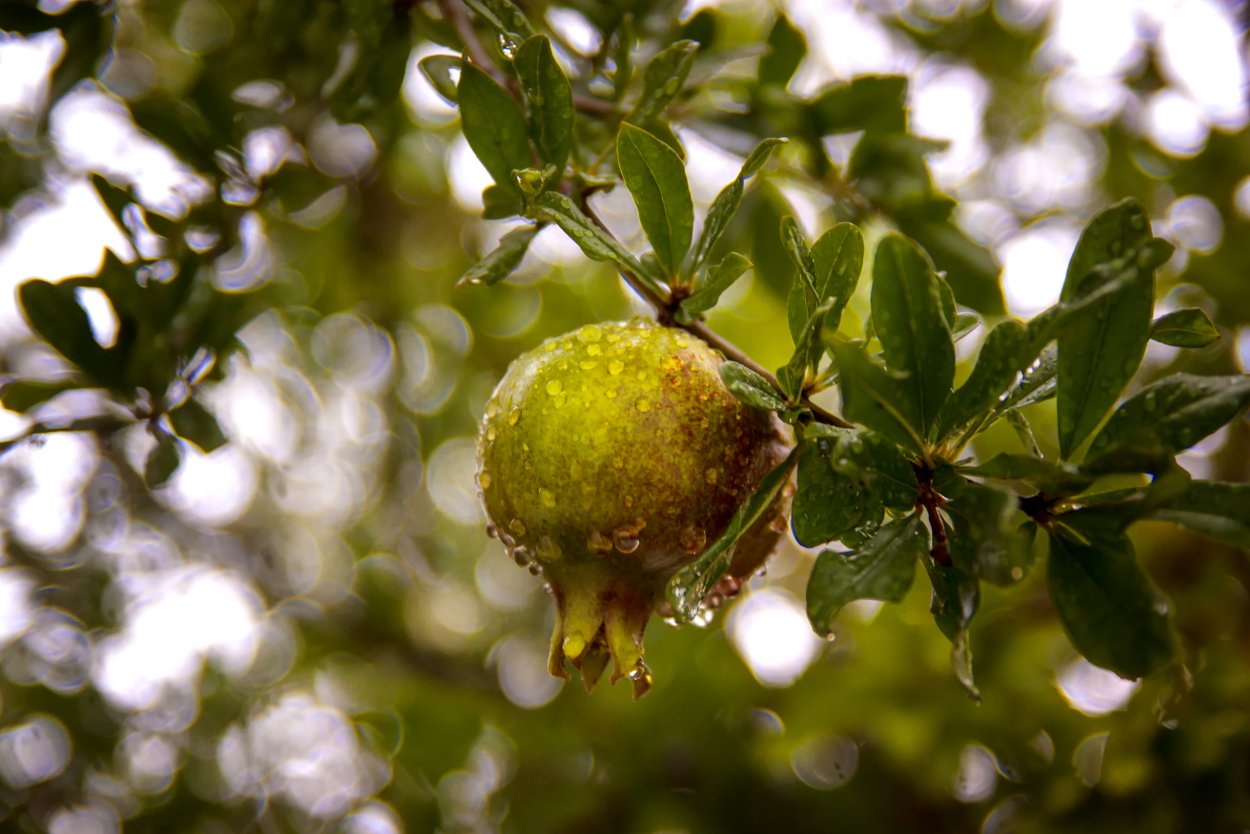 Гранат срез