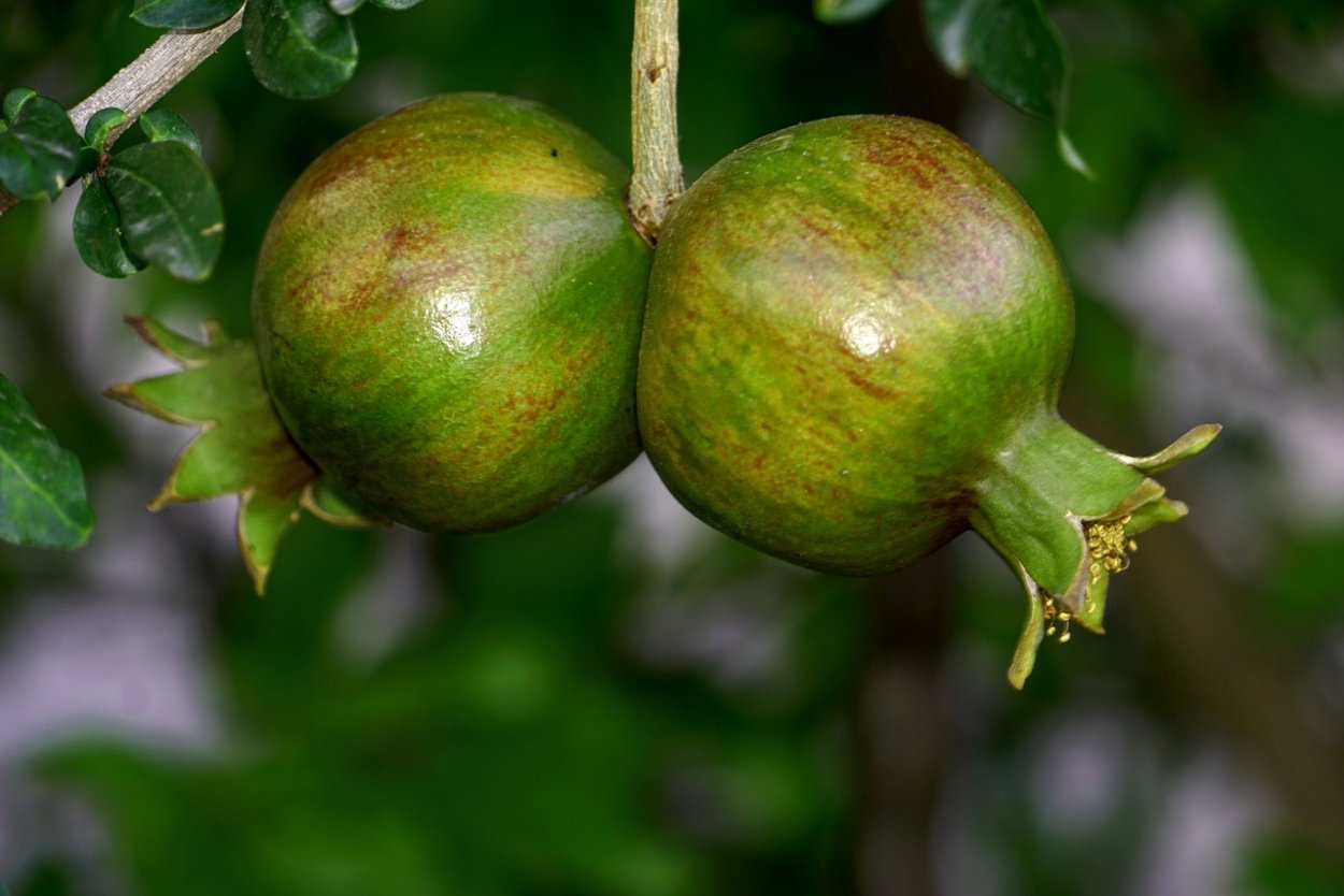 Гранат сорт Валас