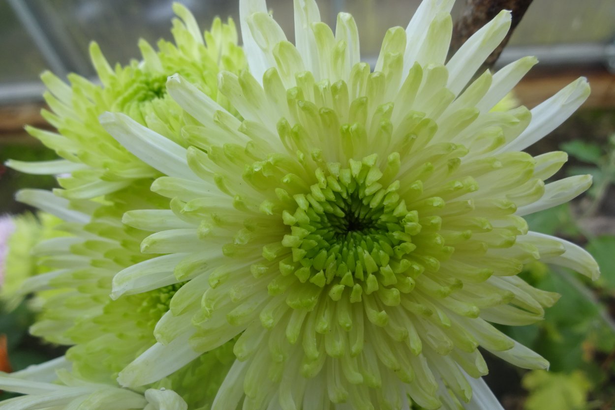 Хризантема Холидей Пурпл