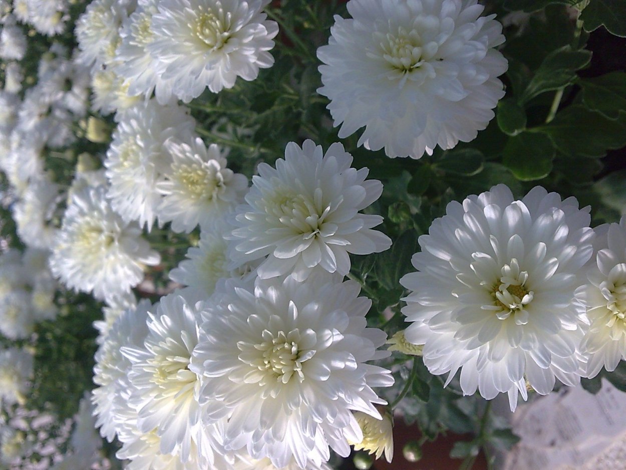 Хризантема Марлен