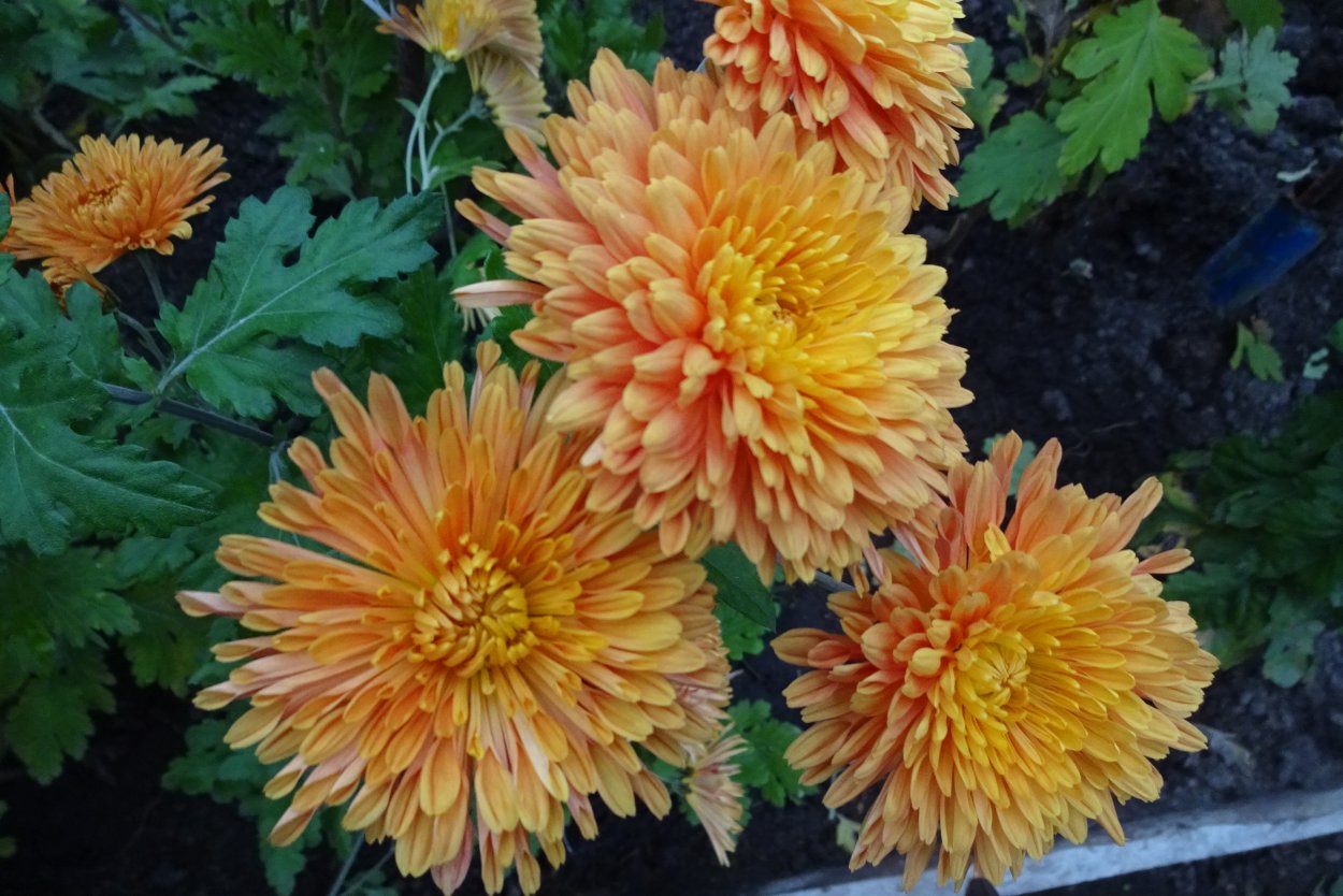 Хризантема корейская Амбрия