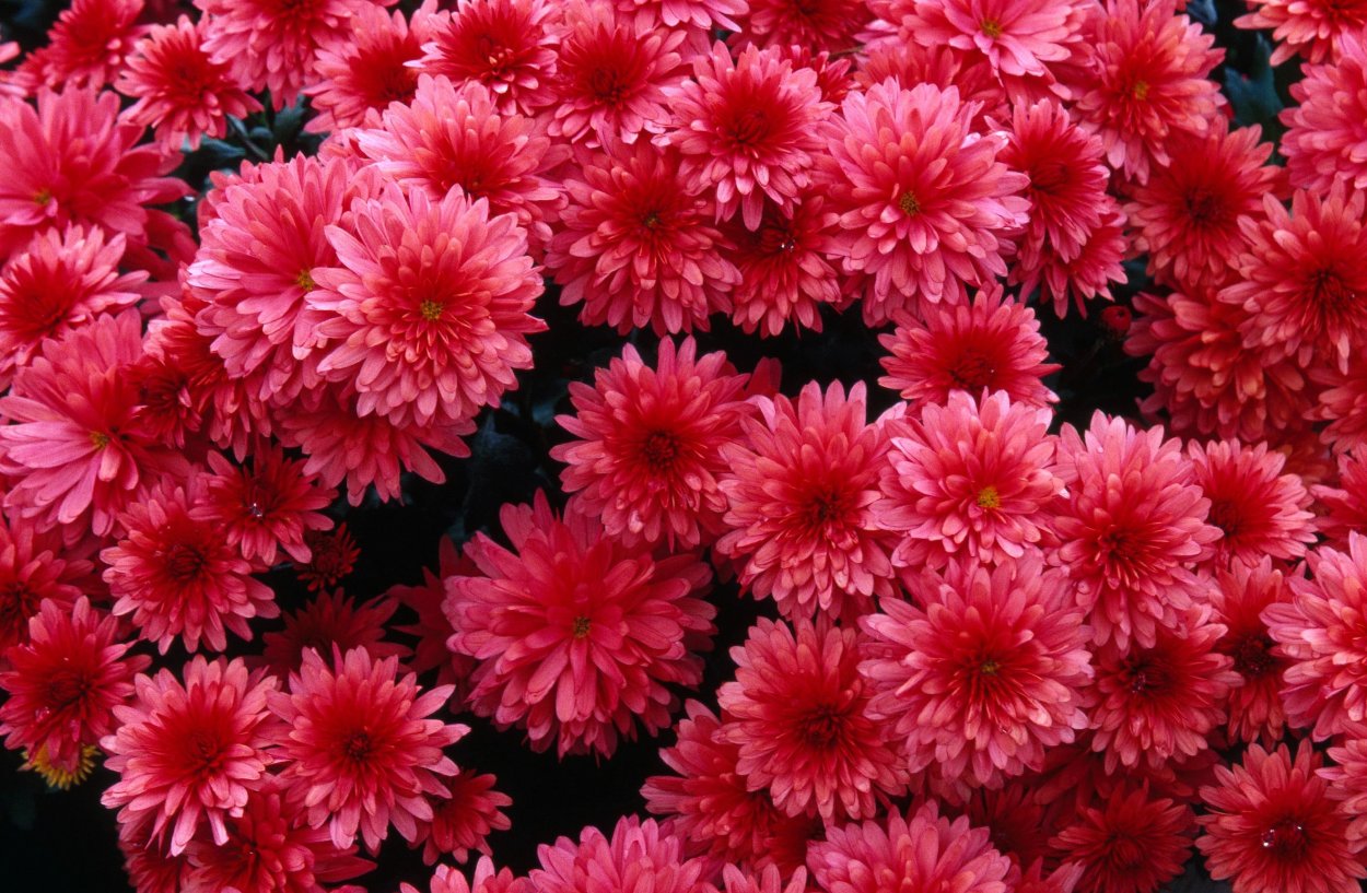 Хризантема Россано Шарлотта