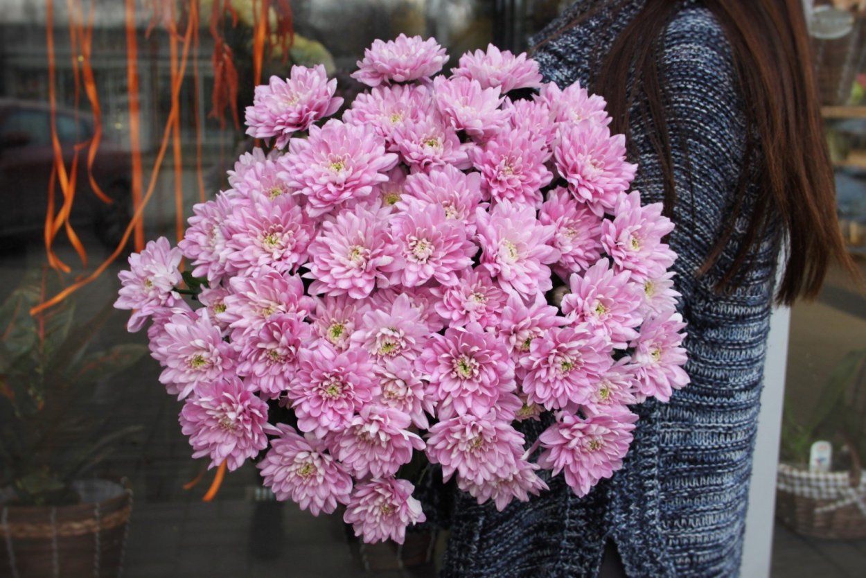 Хризантема Балтика Салмон