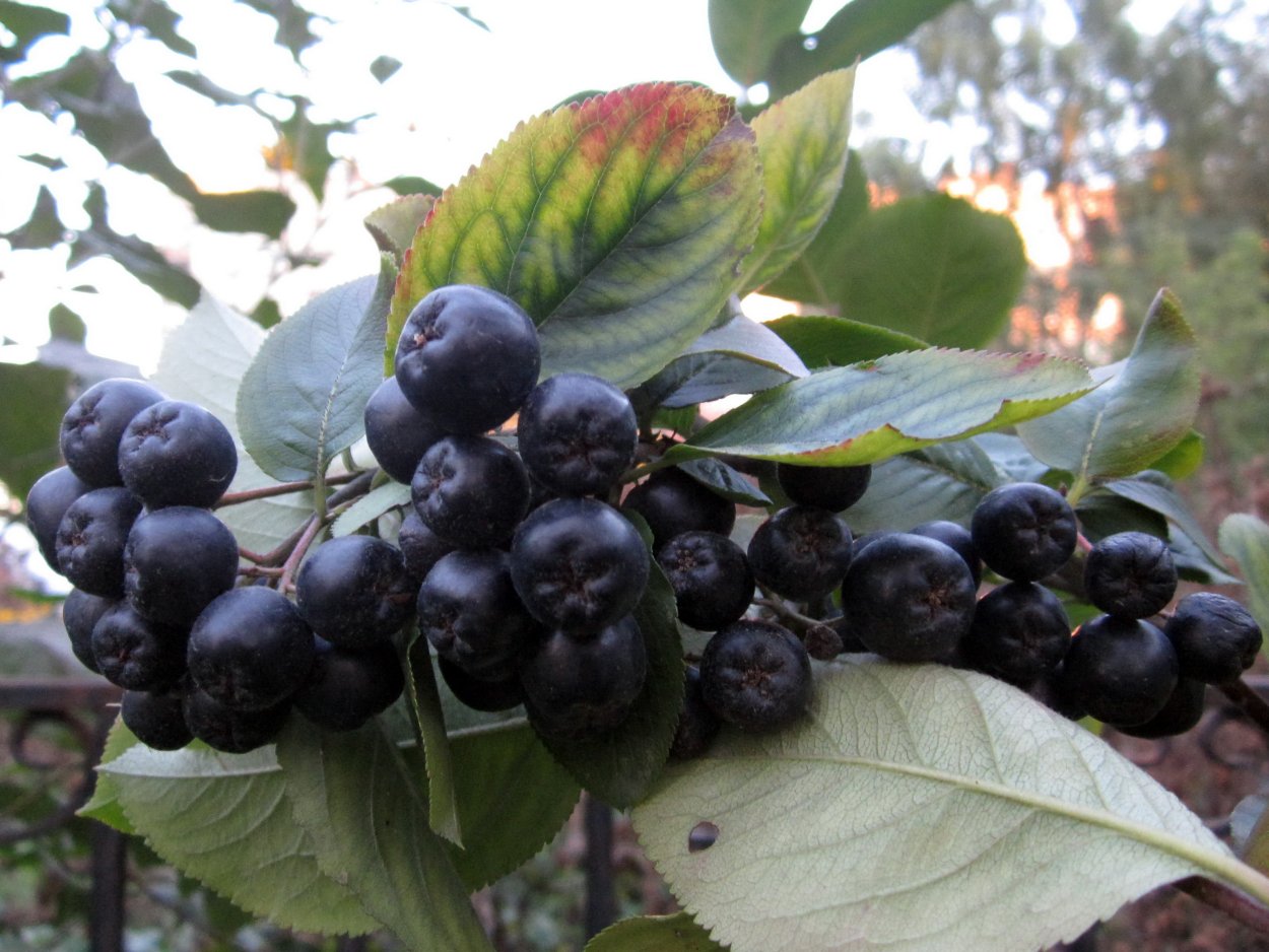 Черноплодная рябина черная Жемчужина