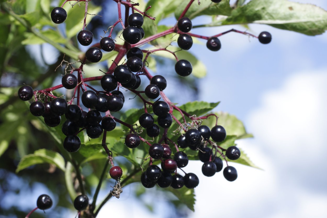 Elderberry Бузина