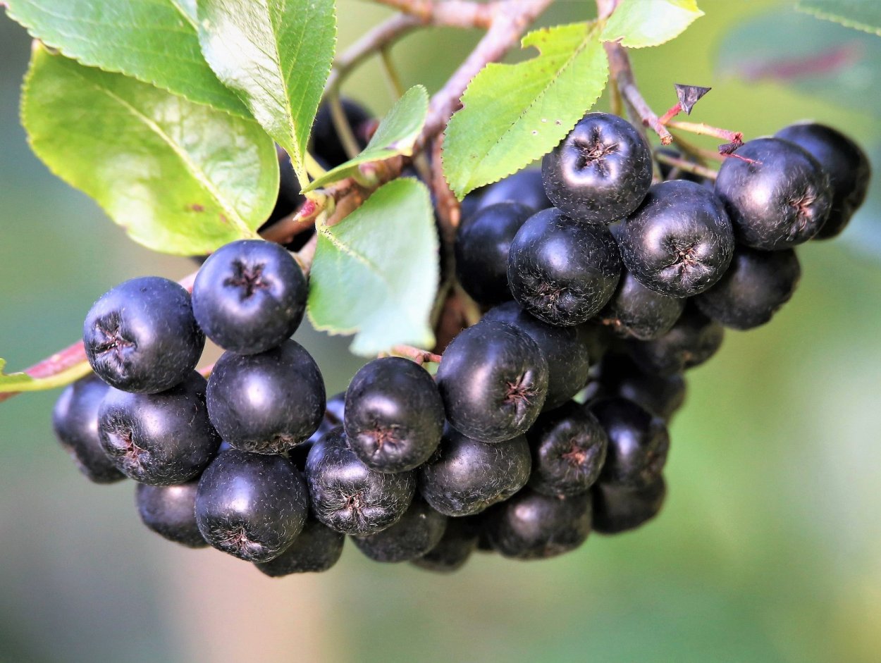 Черника гелиофиты