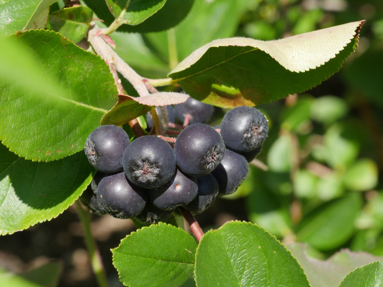 Черные ягоды на дереве в лесу