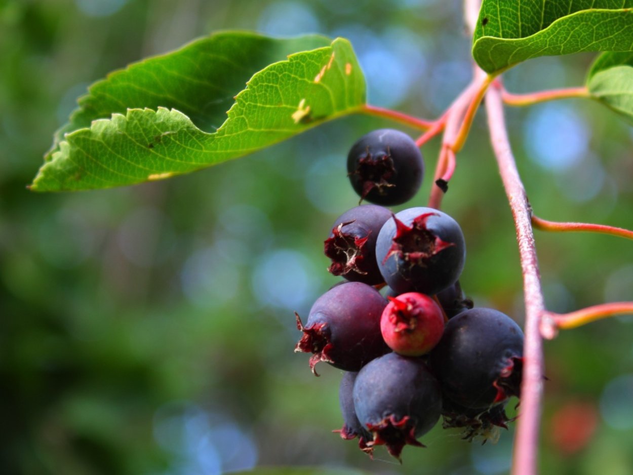 Калина гордовина съедобная