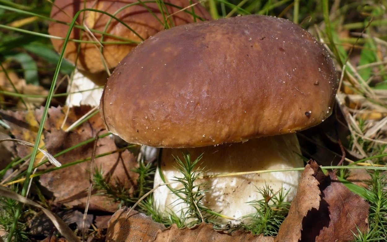 Боровики грибы синеющие