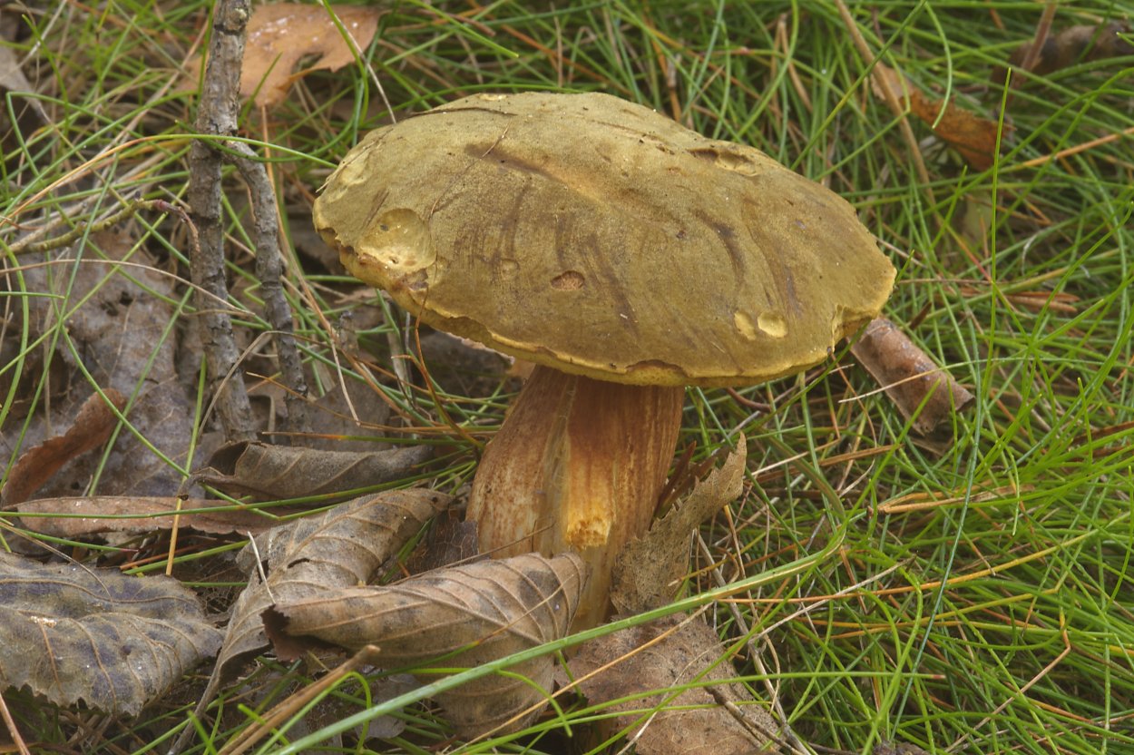 Моховик Болетовые