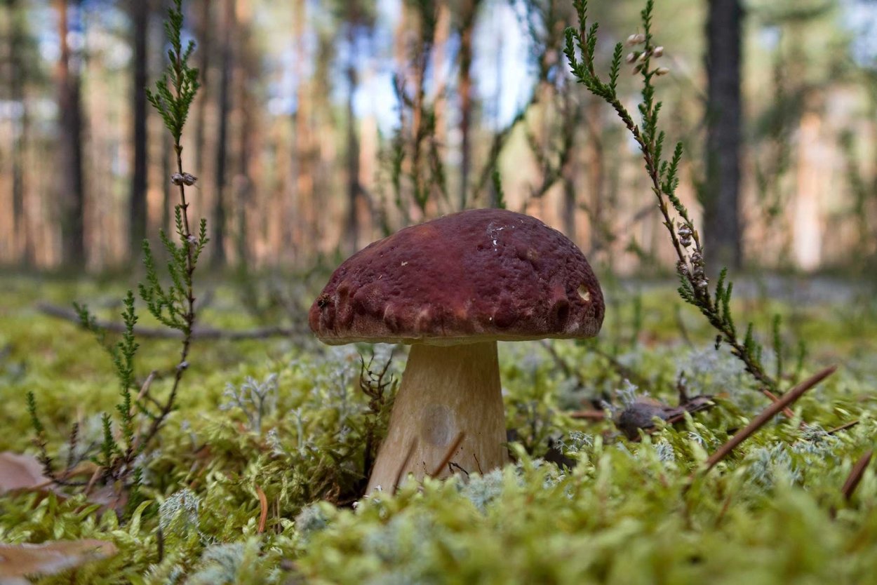 Боровичок гриб