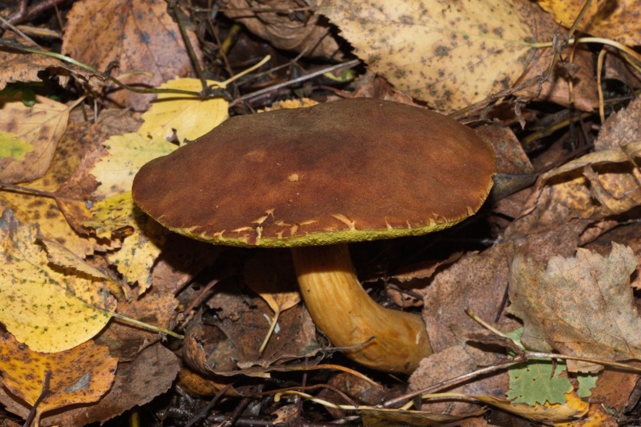 Моховик зеленый Boletus subtomentosus