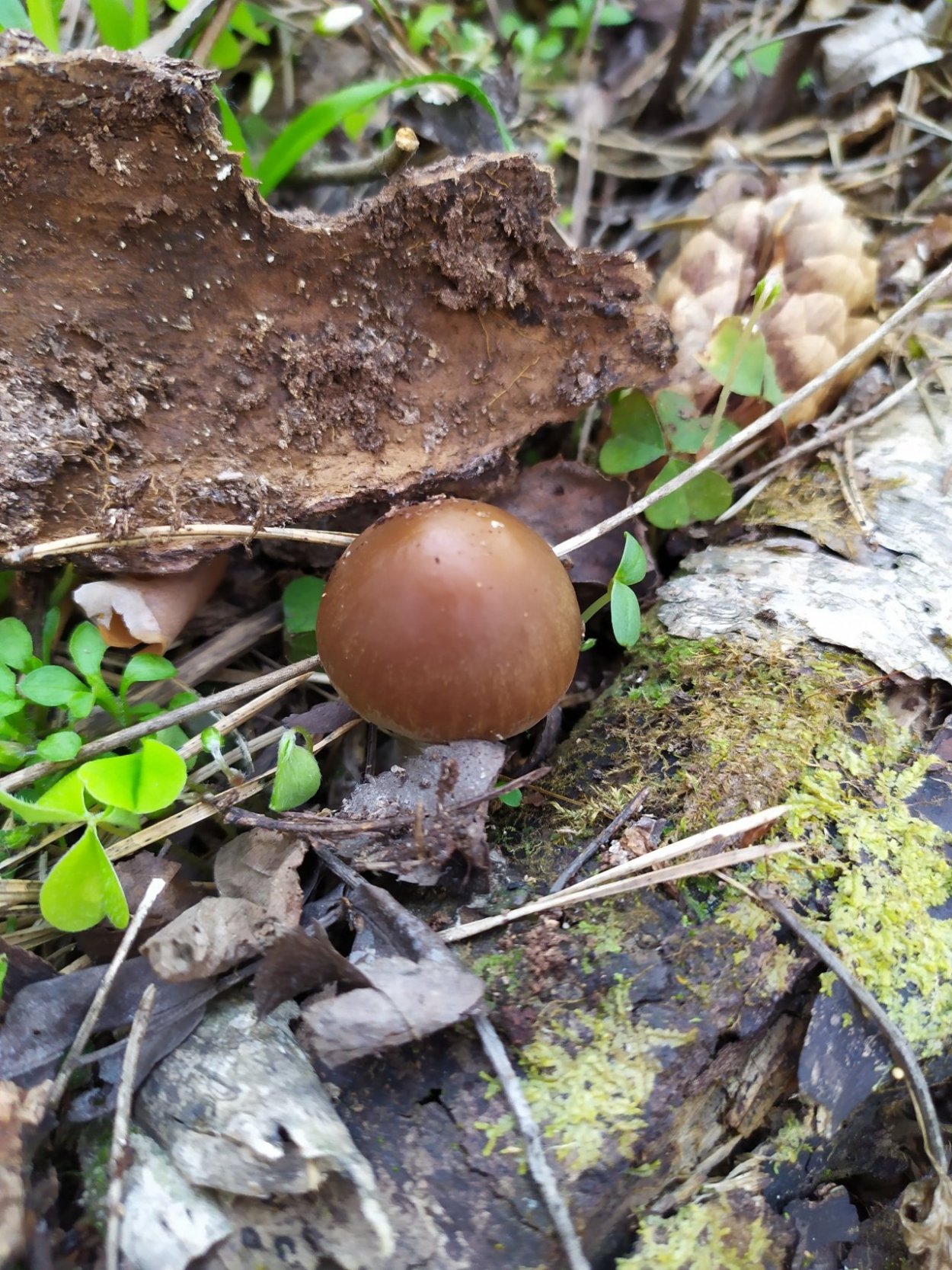 Ореховик гриб