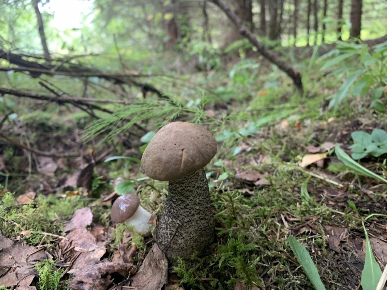 Грибы Нижний Новгород