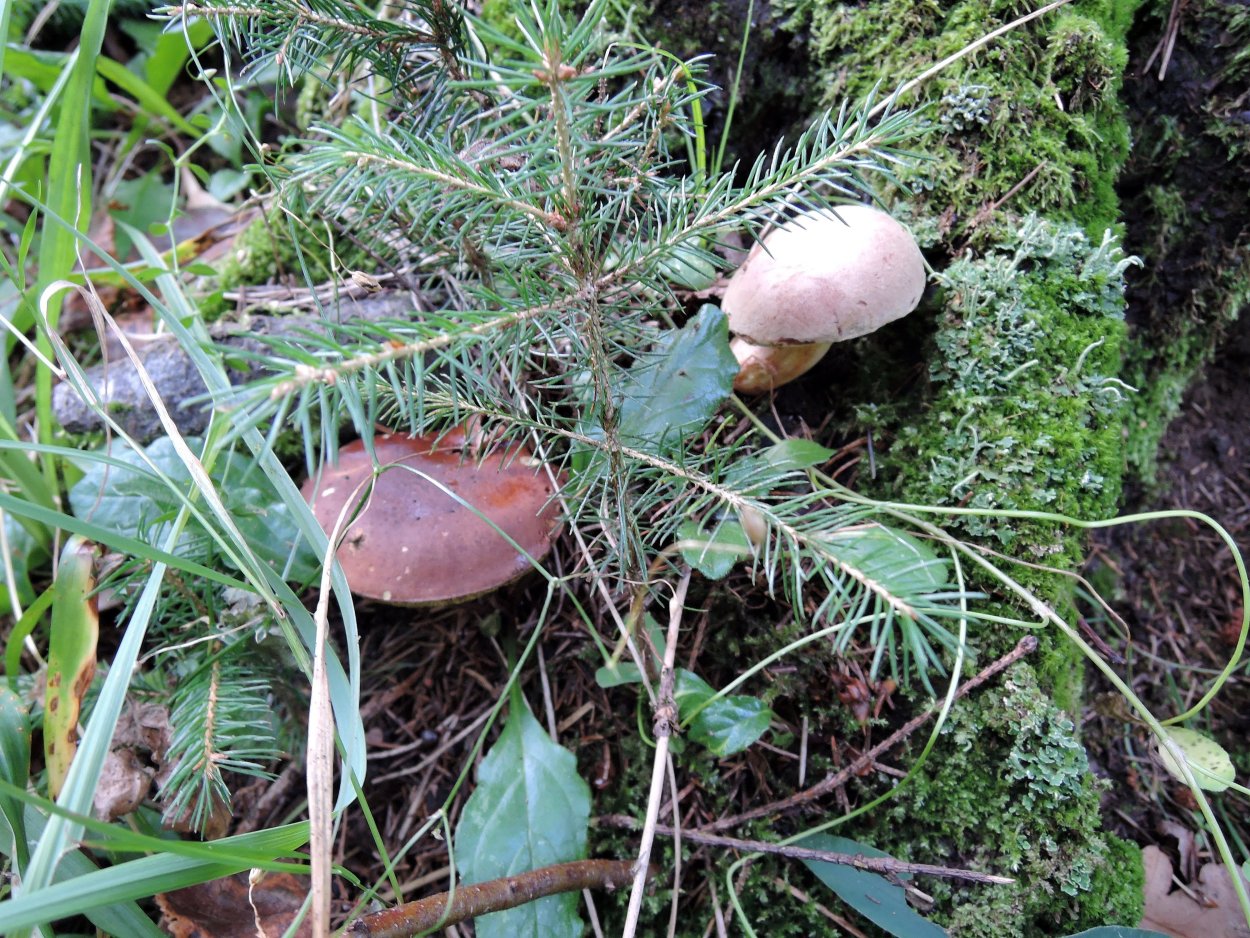 Синистопы грибы