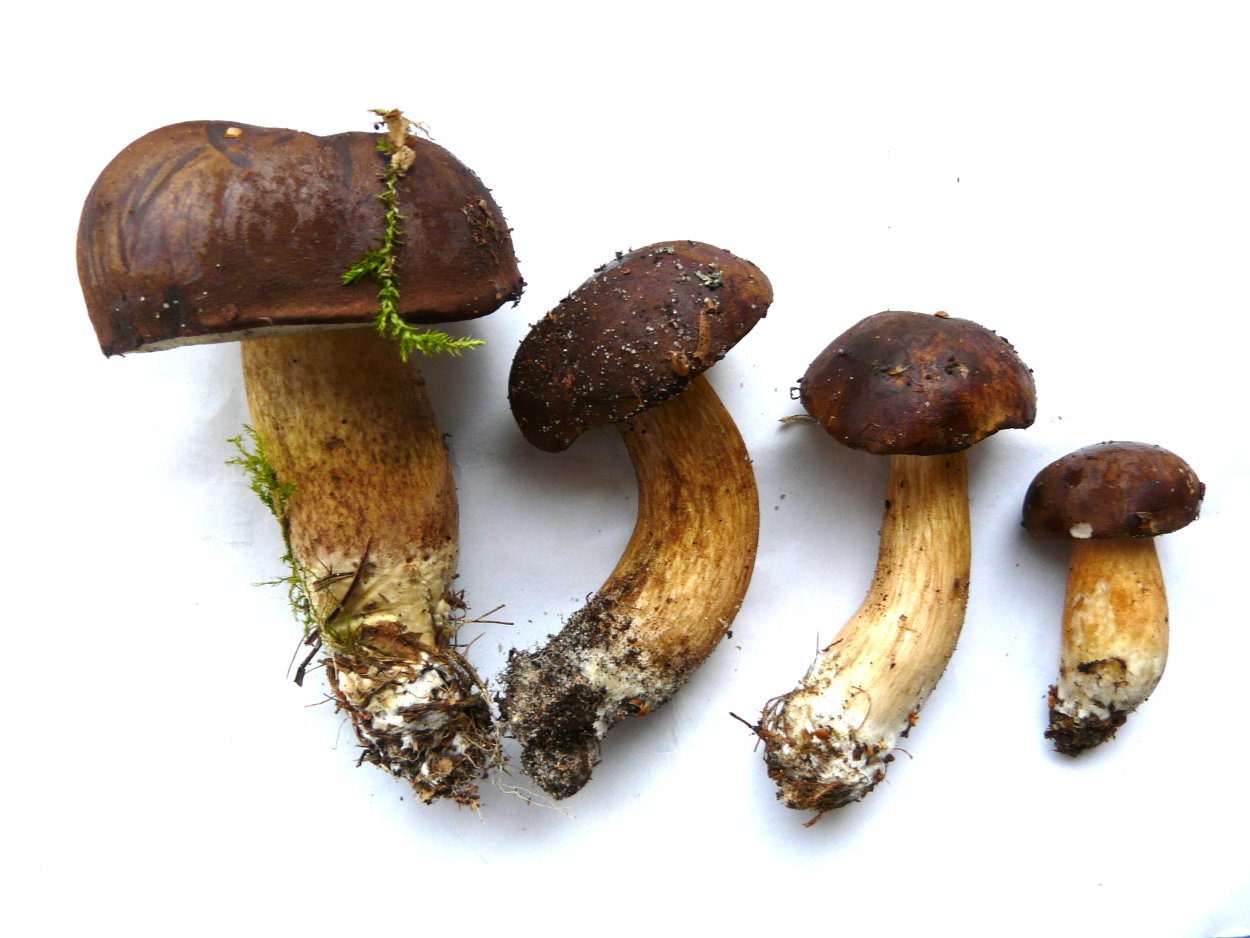 Польский гриб podgrzybek