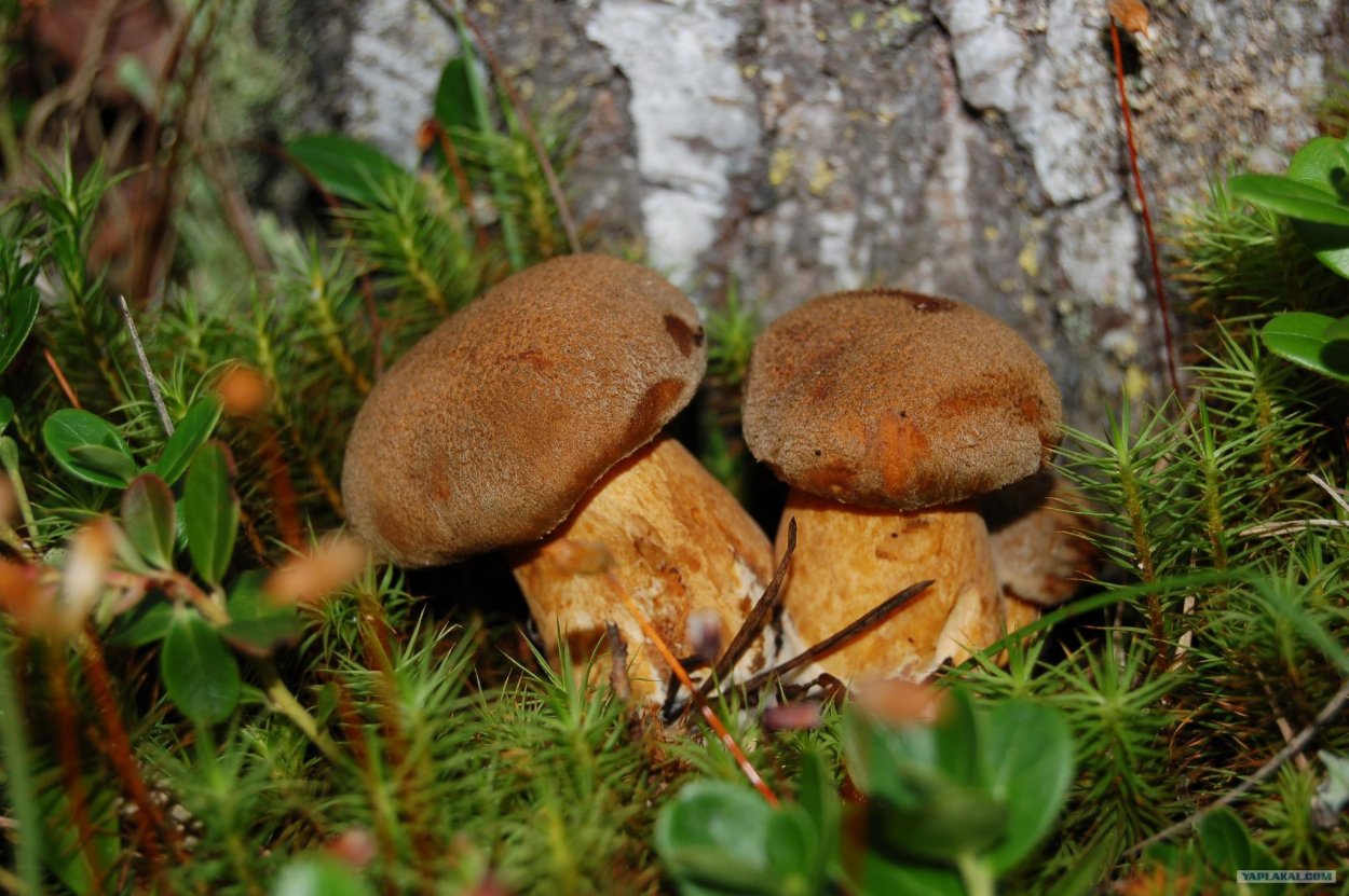 Съедобные грибы Чувашии